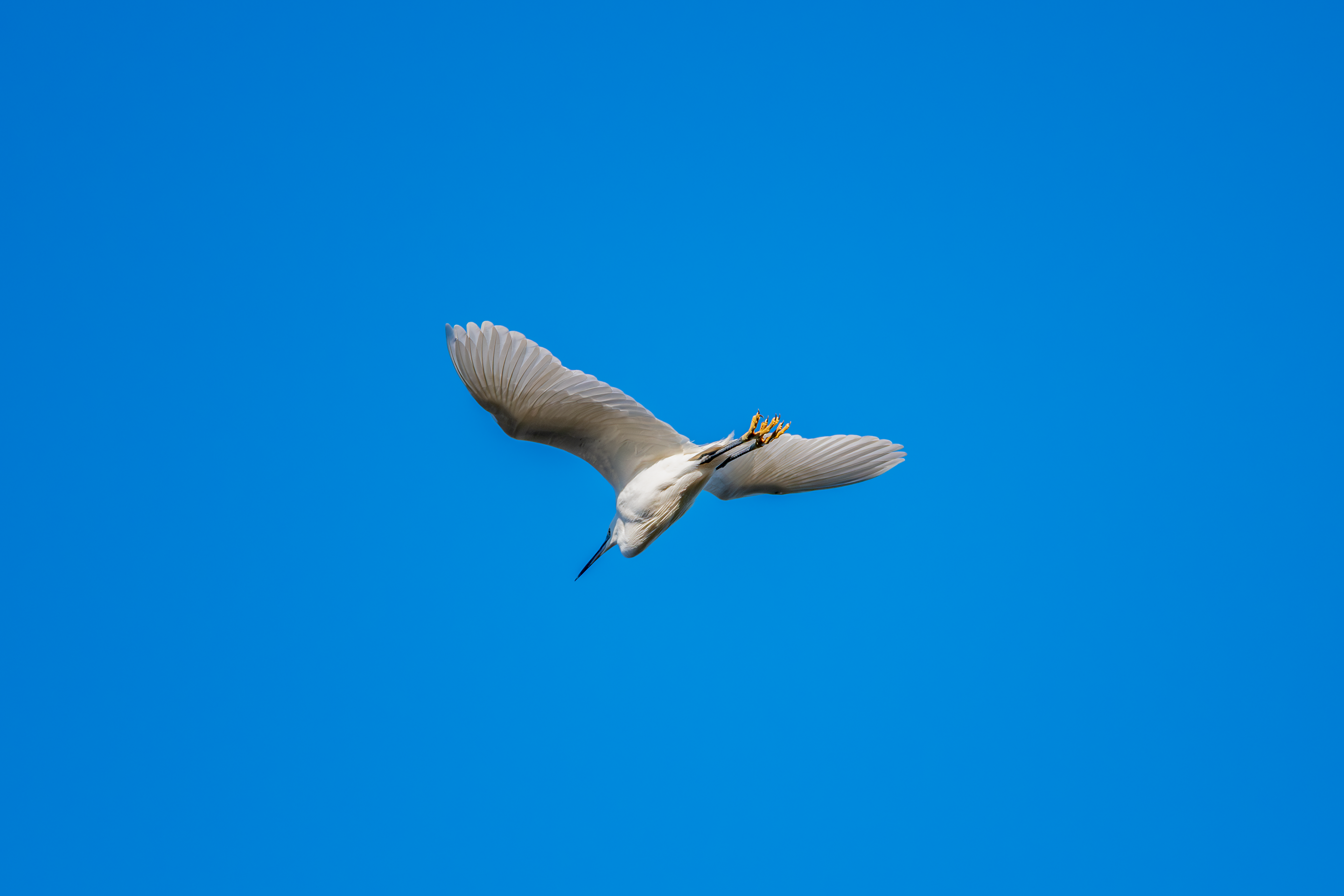 Little Egret