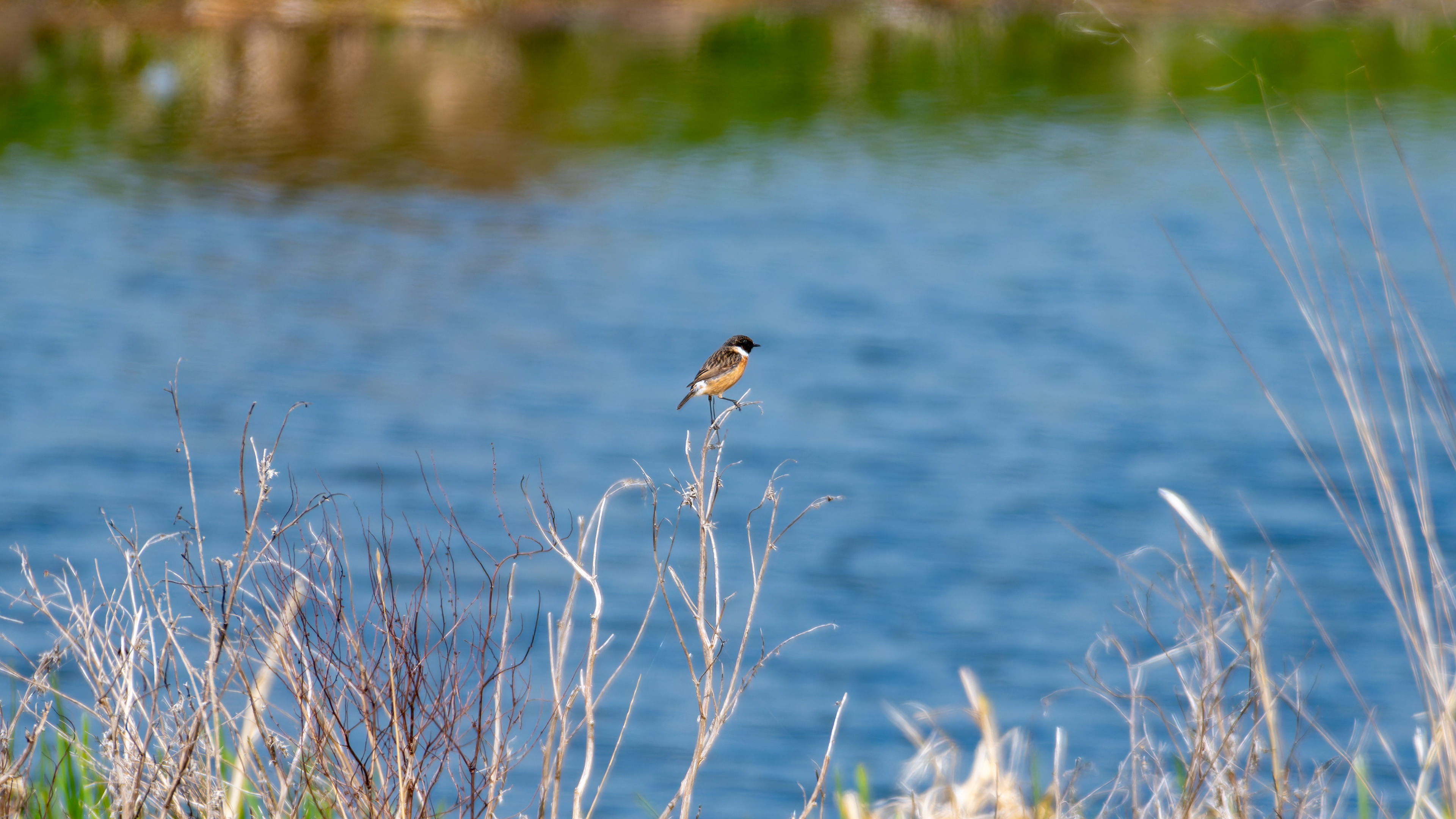 Stonechat