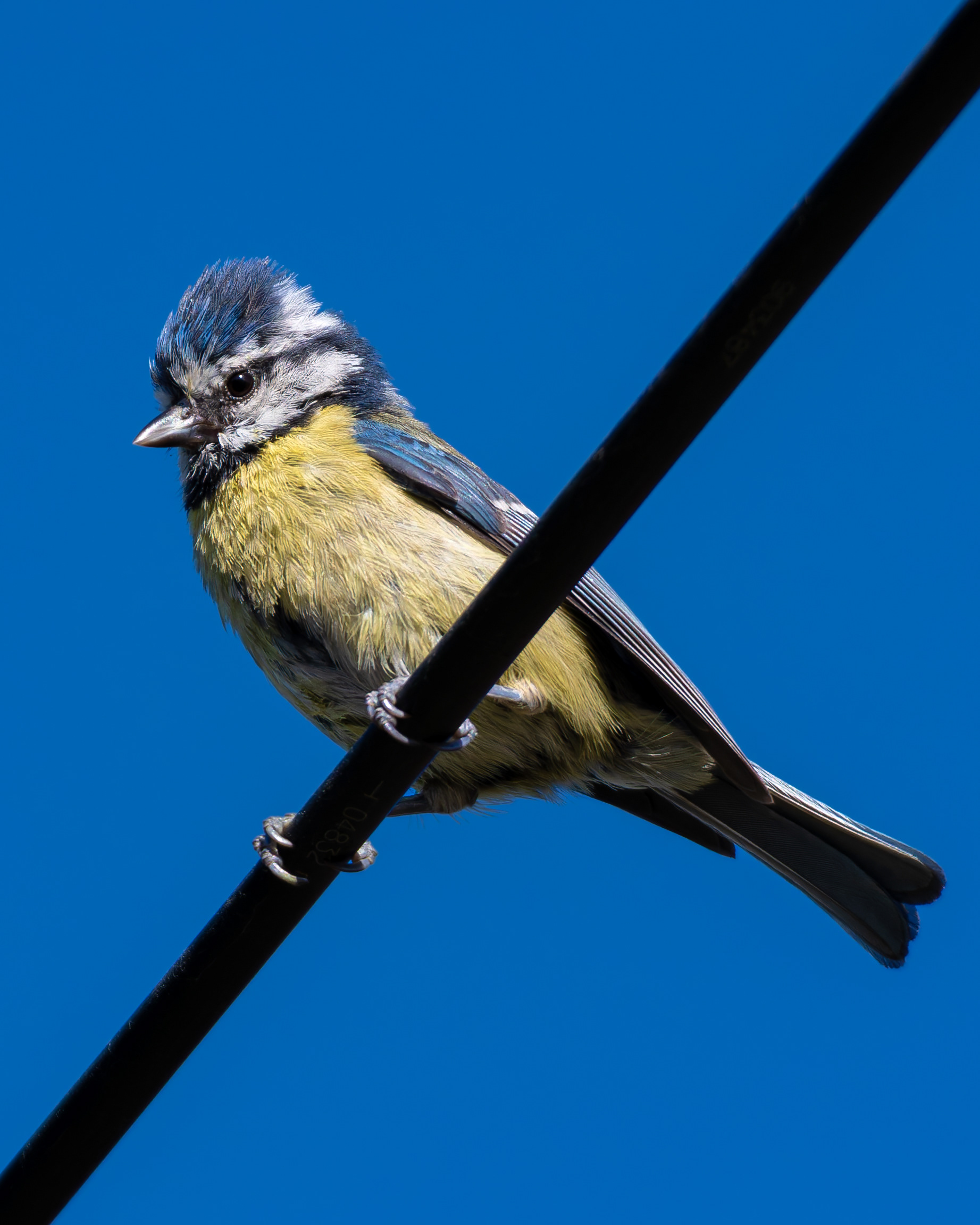 Blue Tit