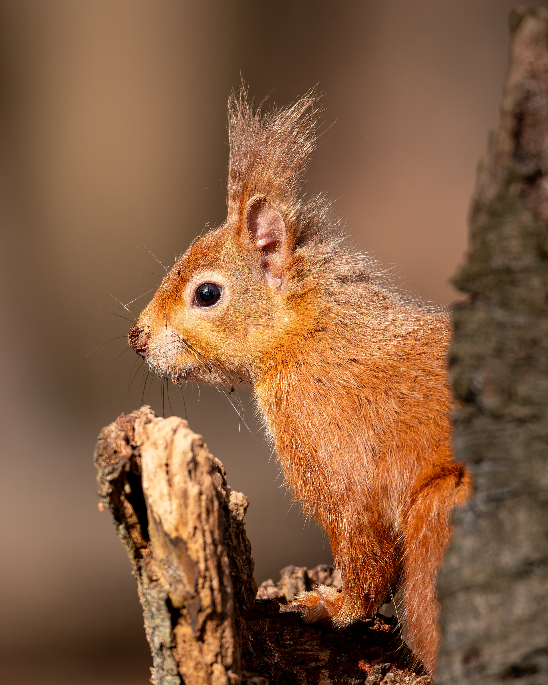 Red Squirrel