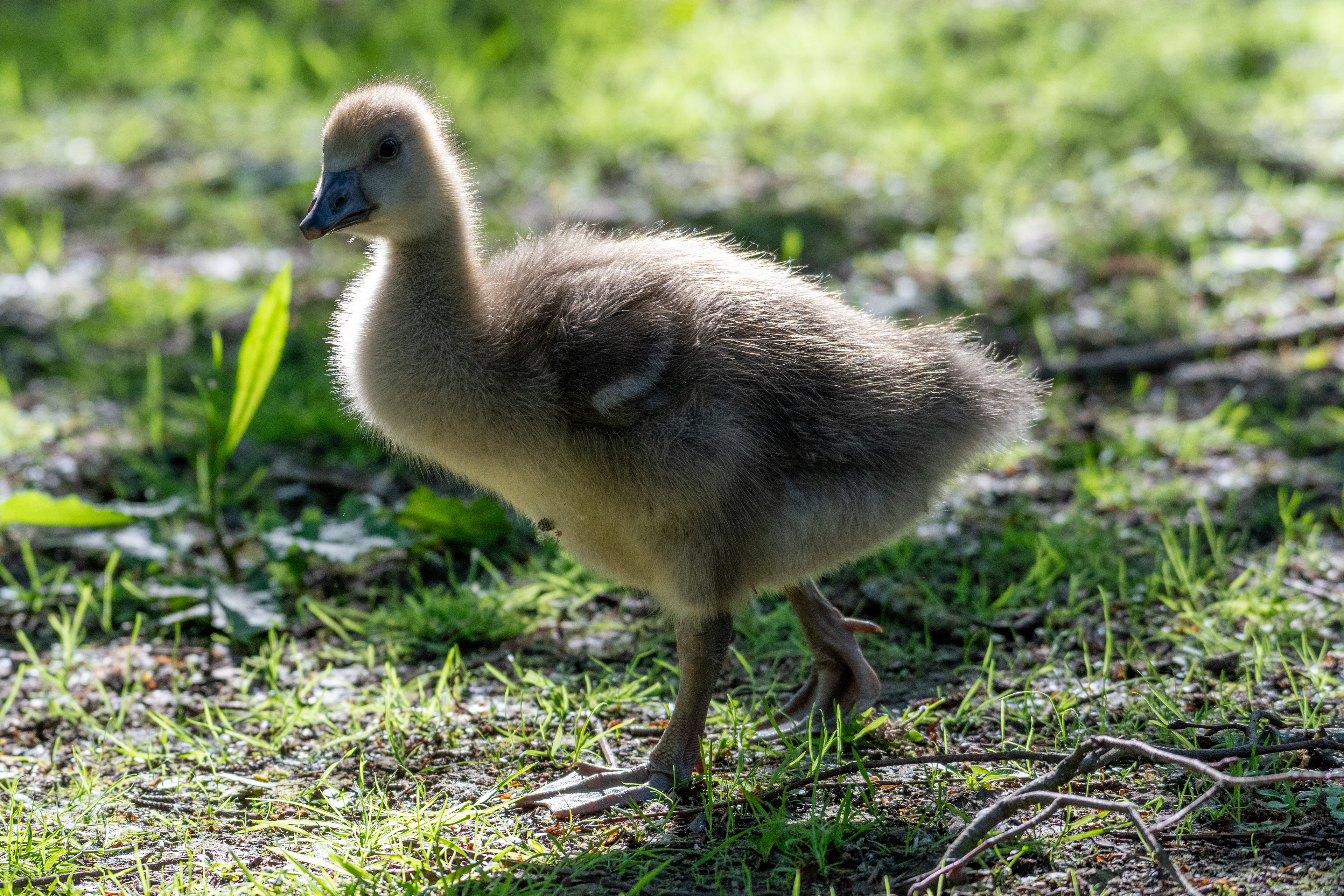 Greylag Gosling
