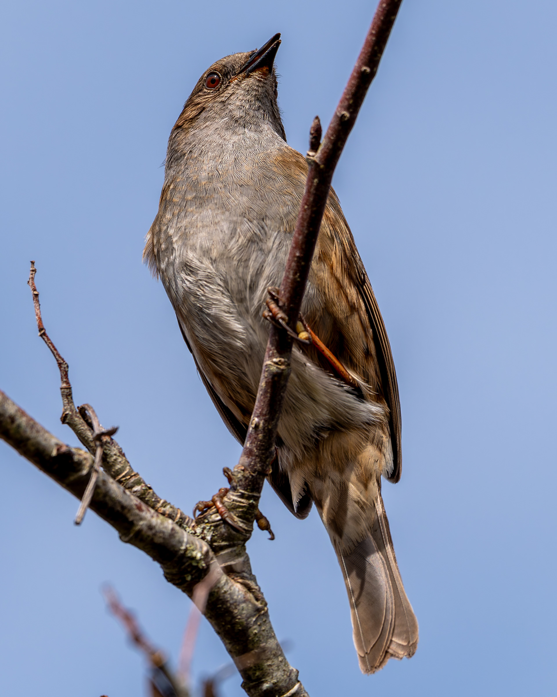 Dunnock