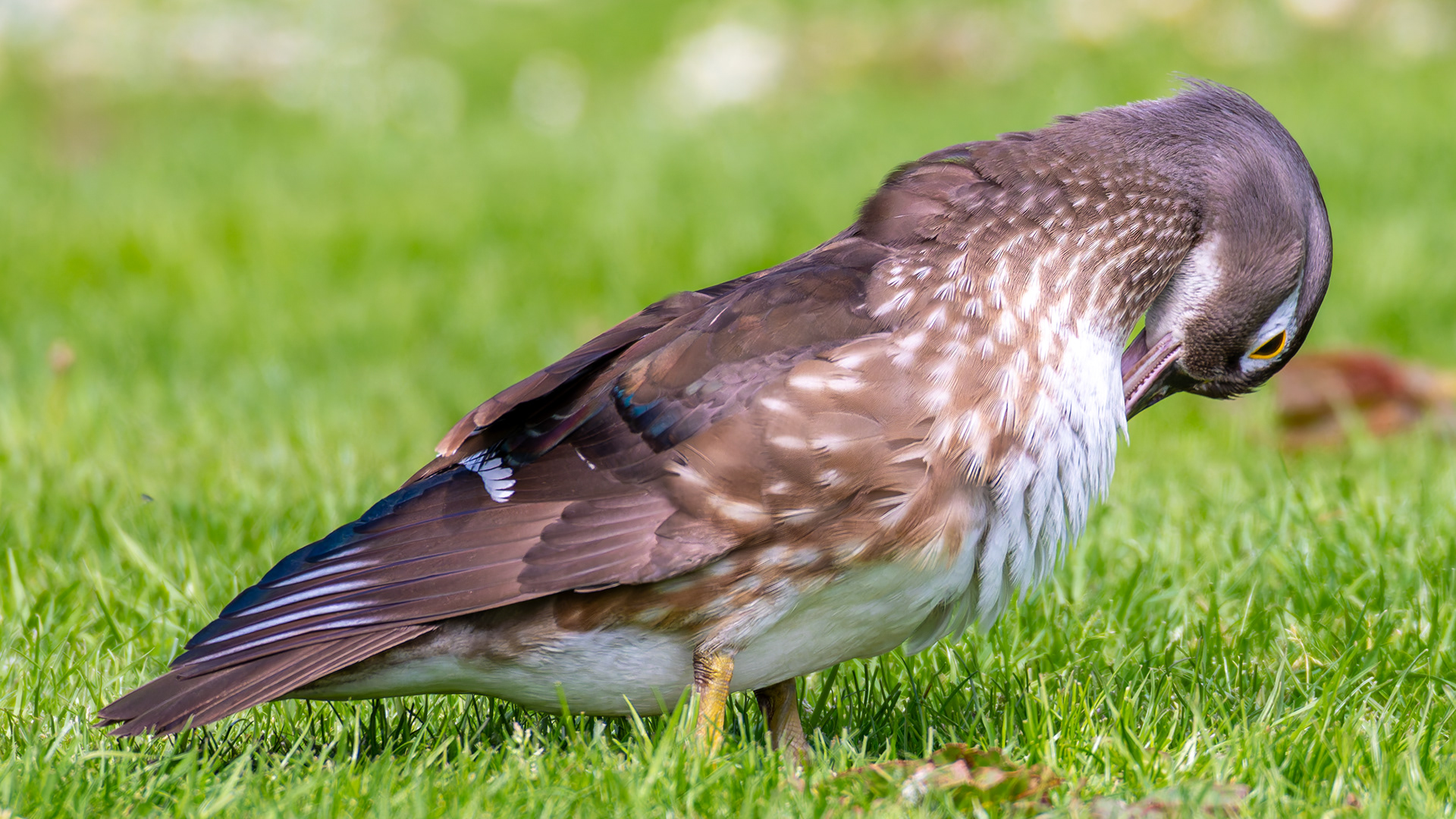 Wood Duck (Female)