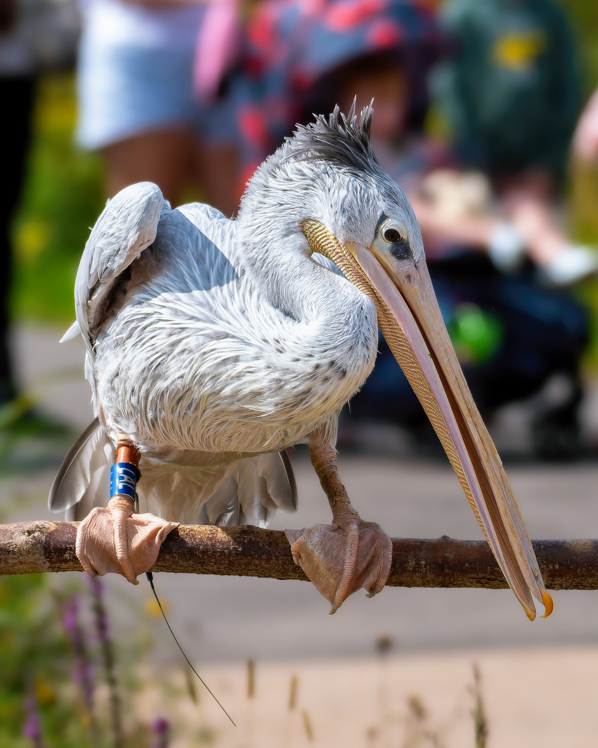 Pelican 'Sprout'