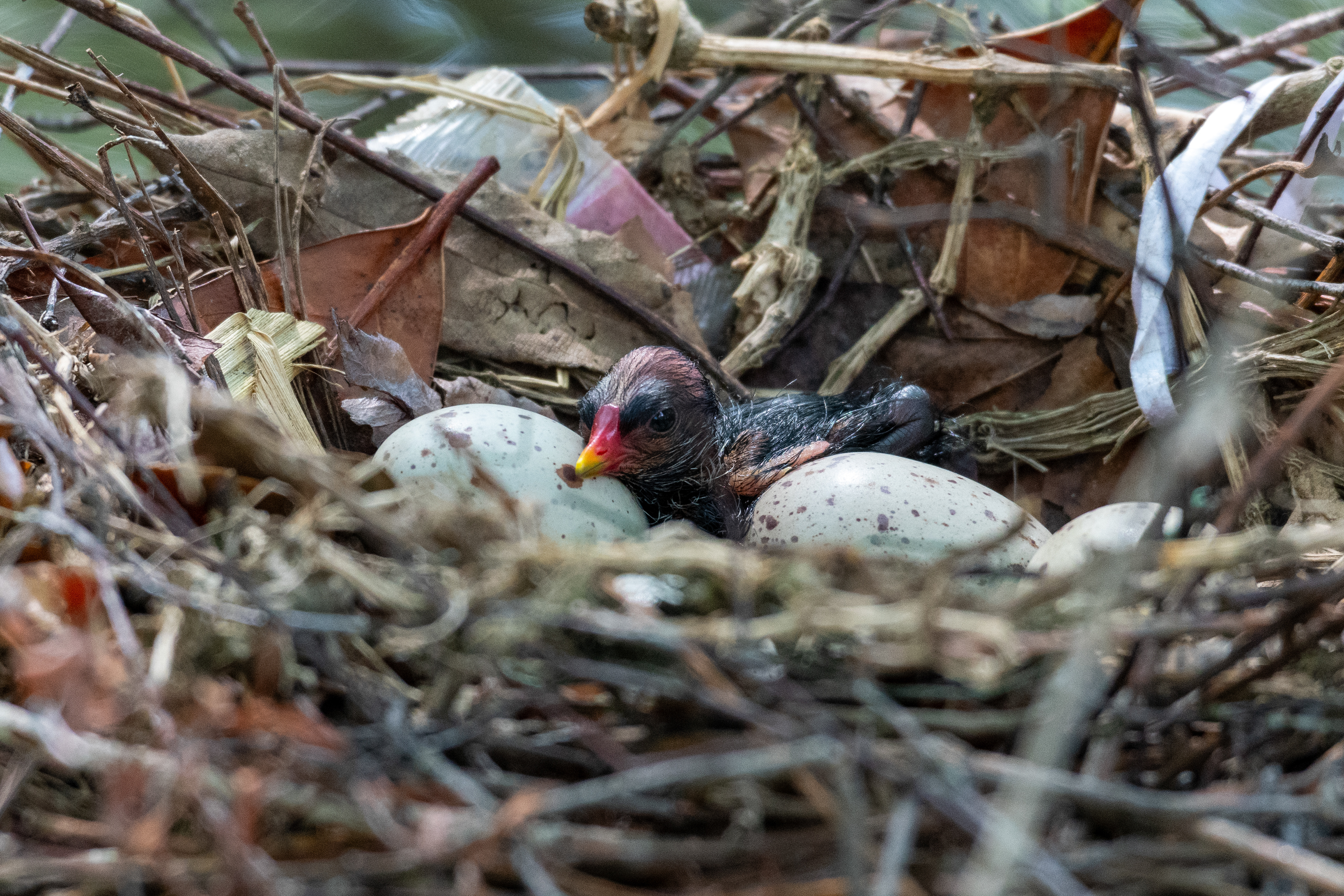 Moorhen Chick