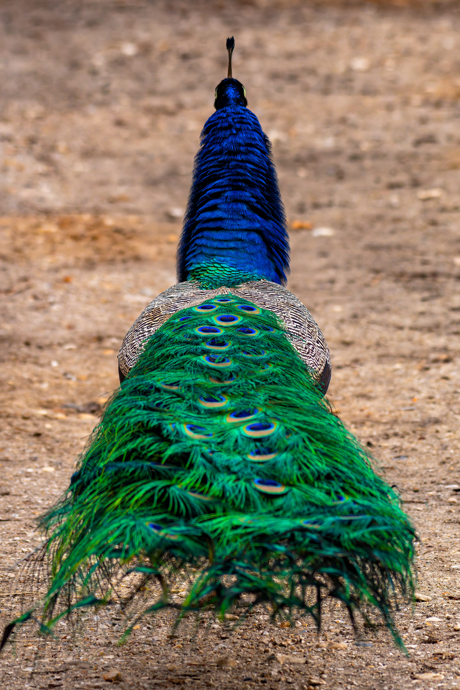 Peacock