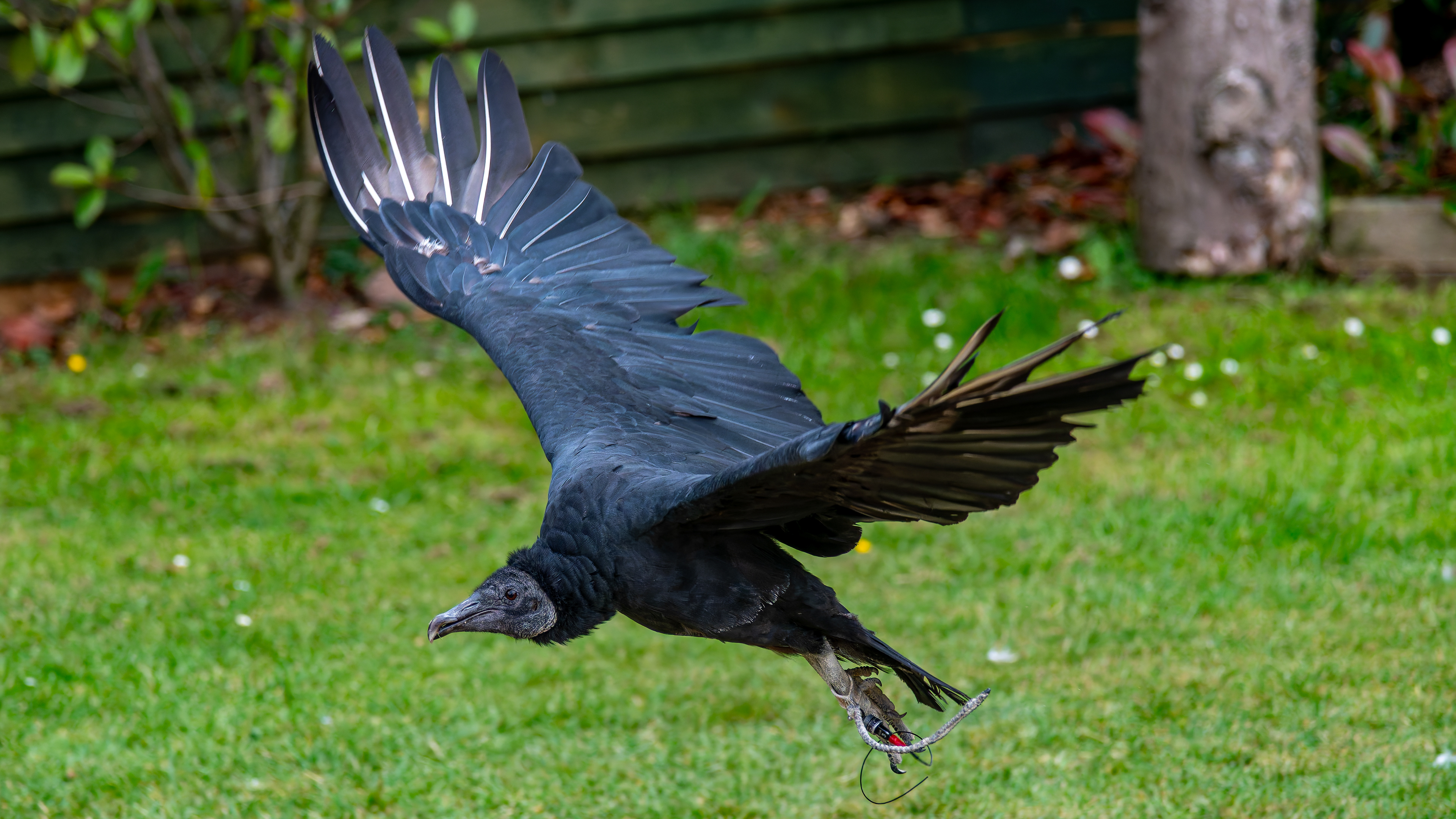 Black Vulture
