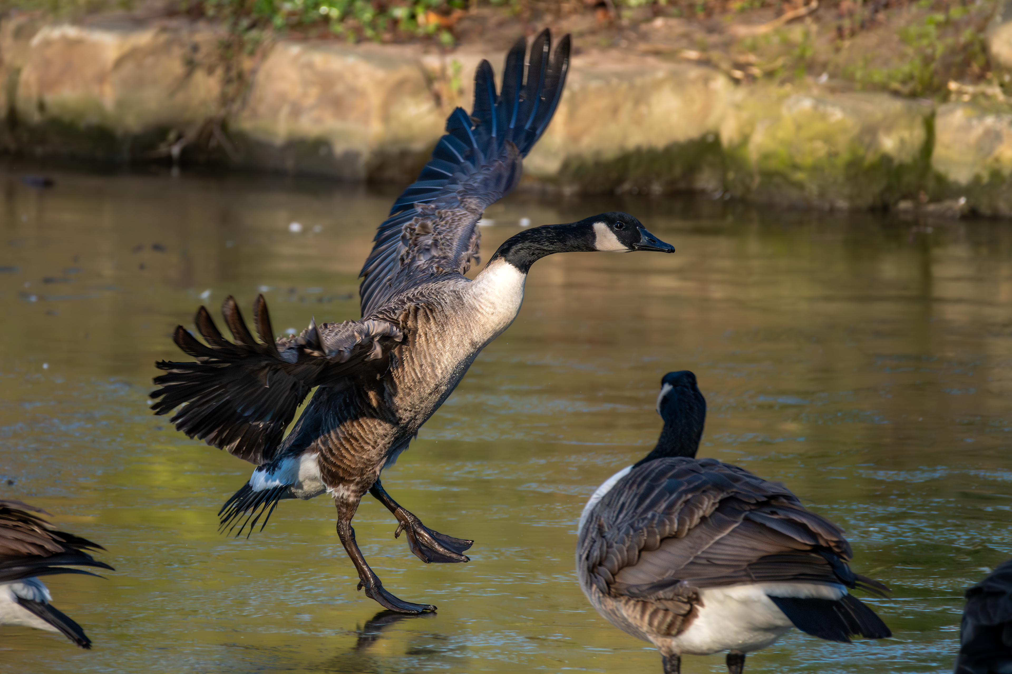 Canada Geese