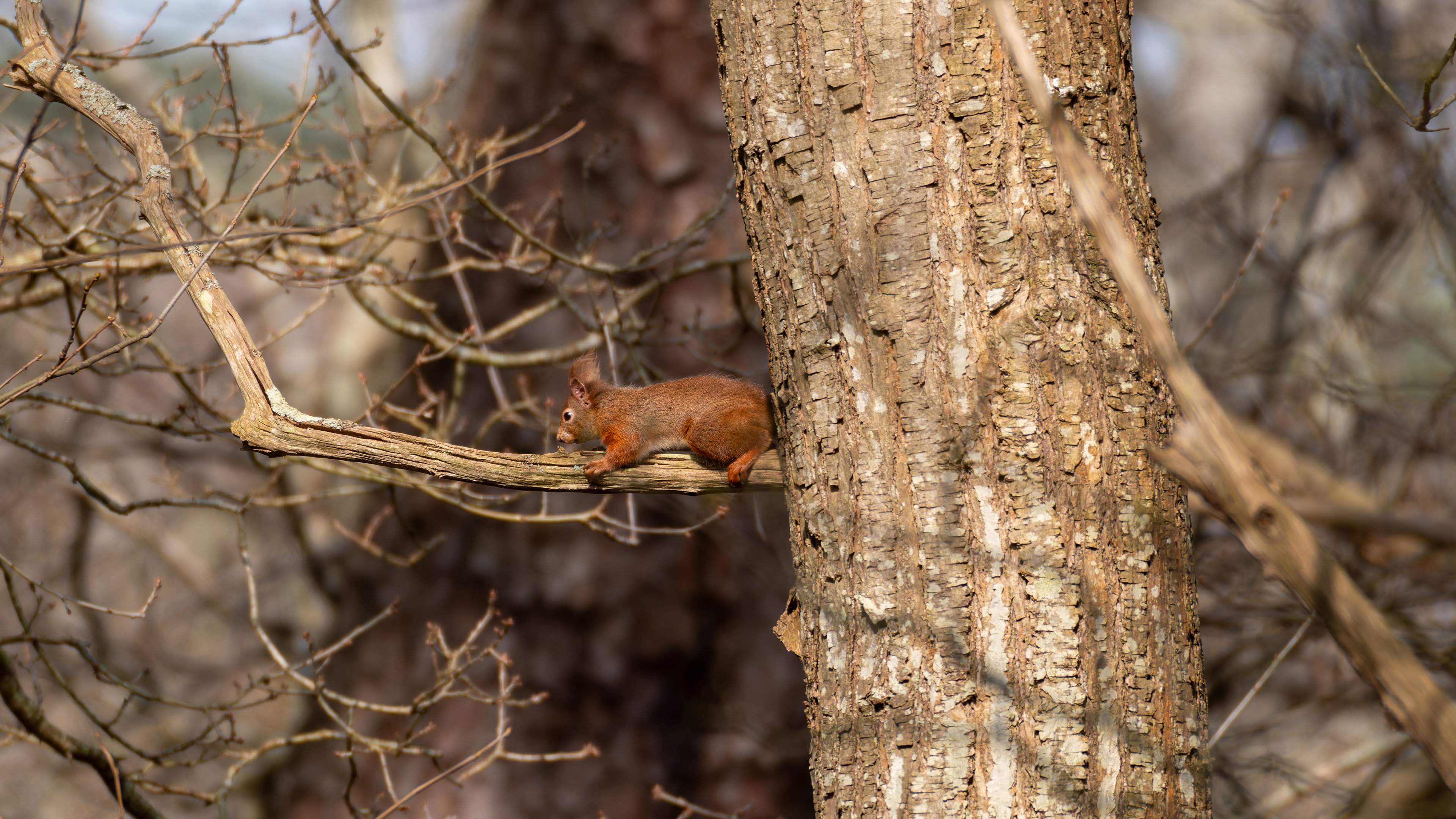 Red Squirrel