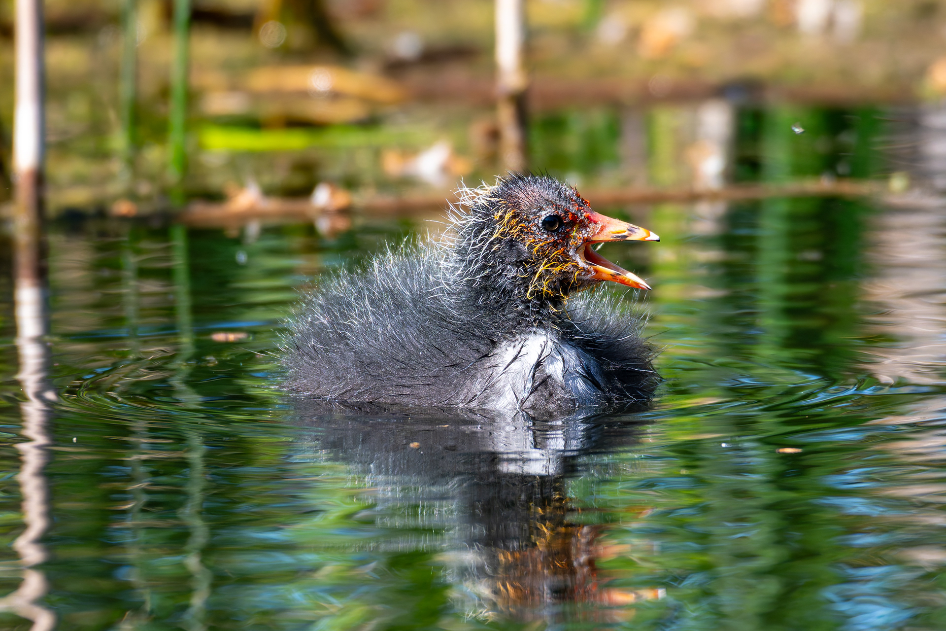 Coot (Chick)