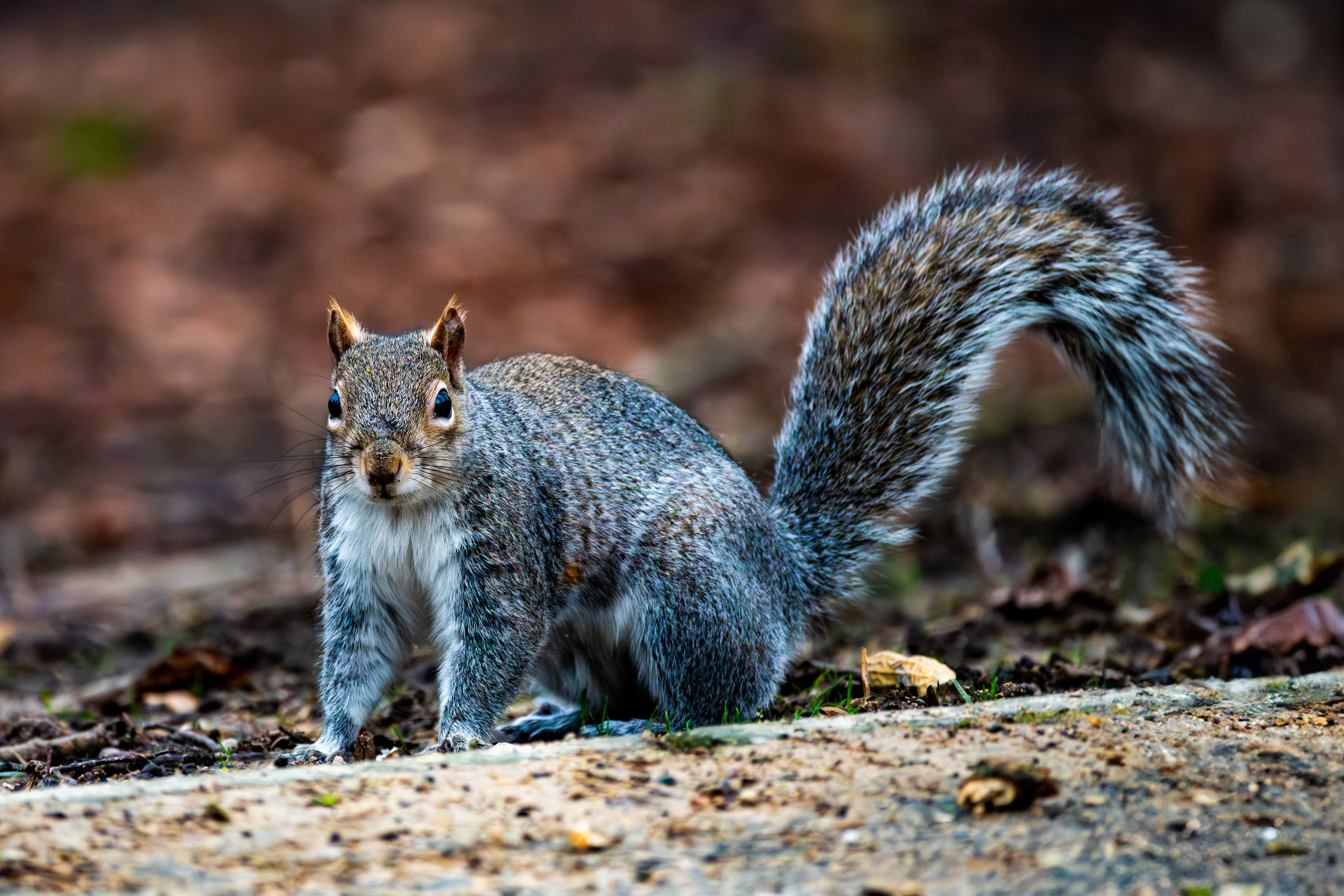 Grey Squirrel