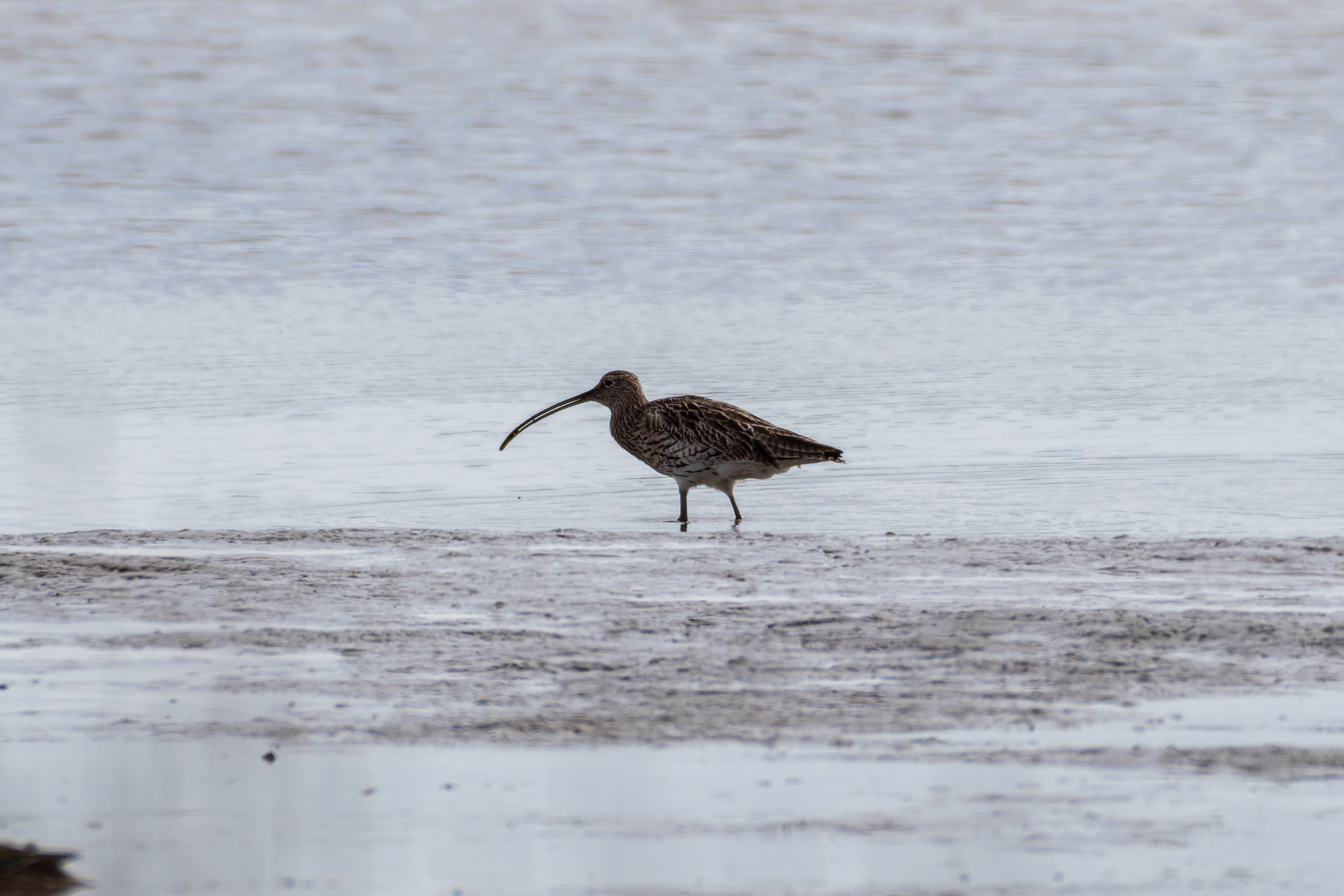 Curlew