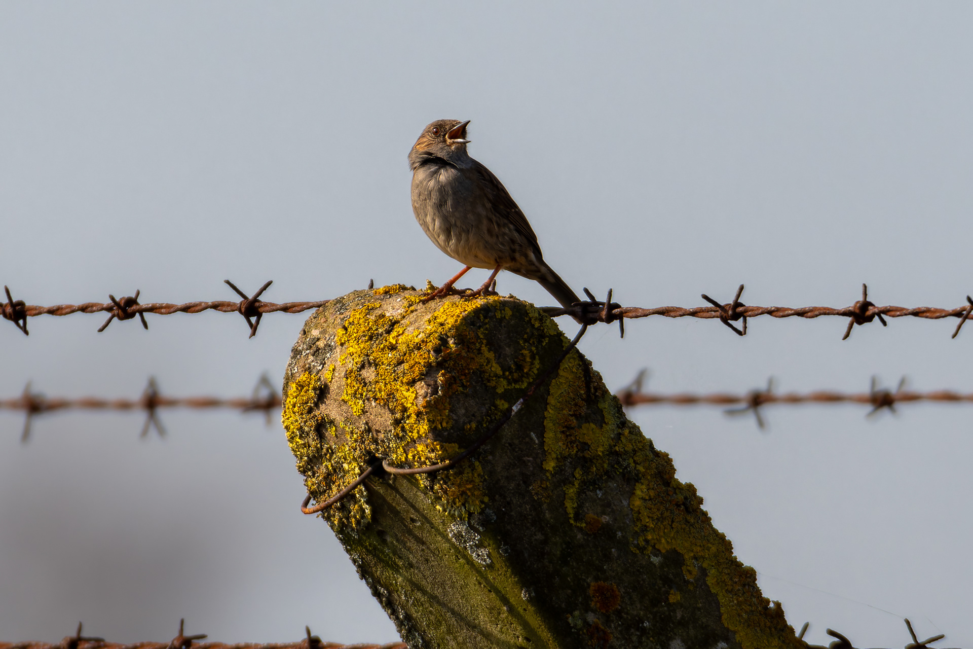 Dunnock
