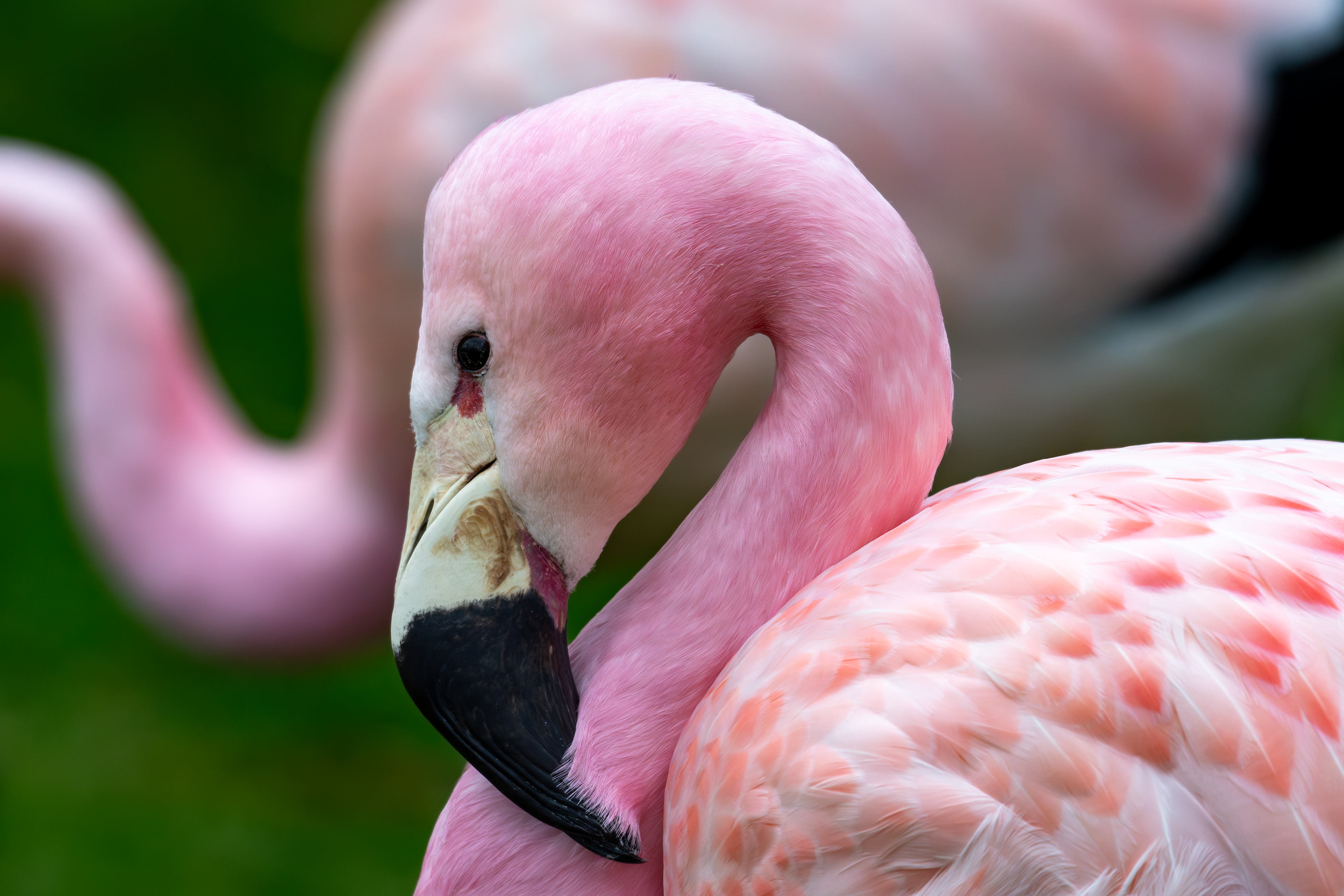 Andean Flamingo