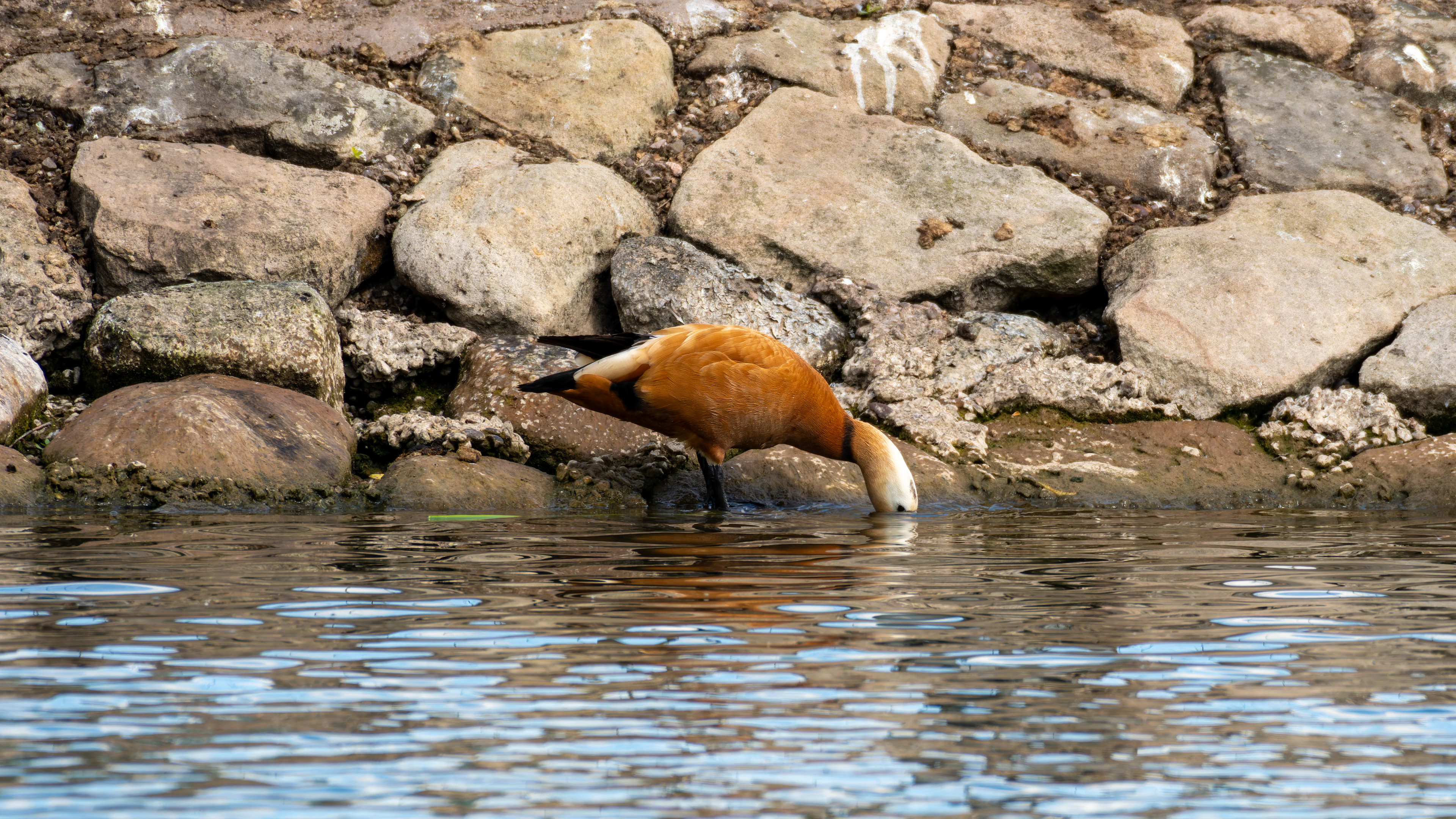 Ruddy Shelduck