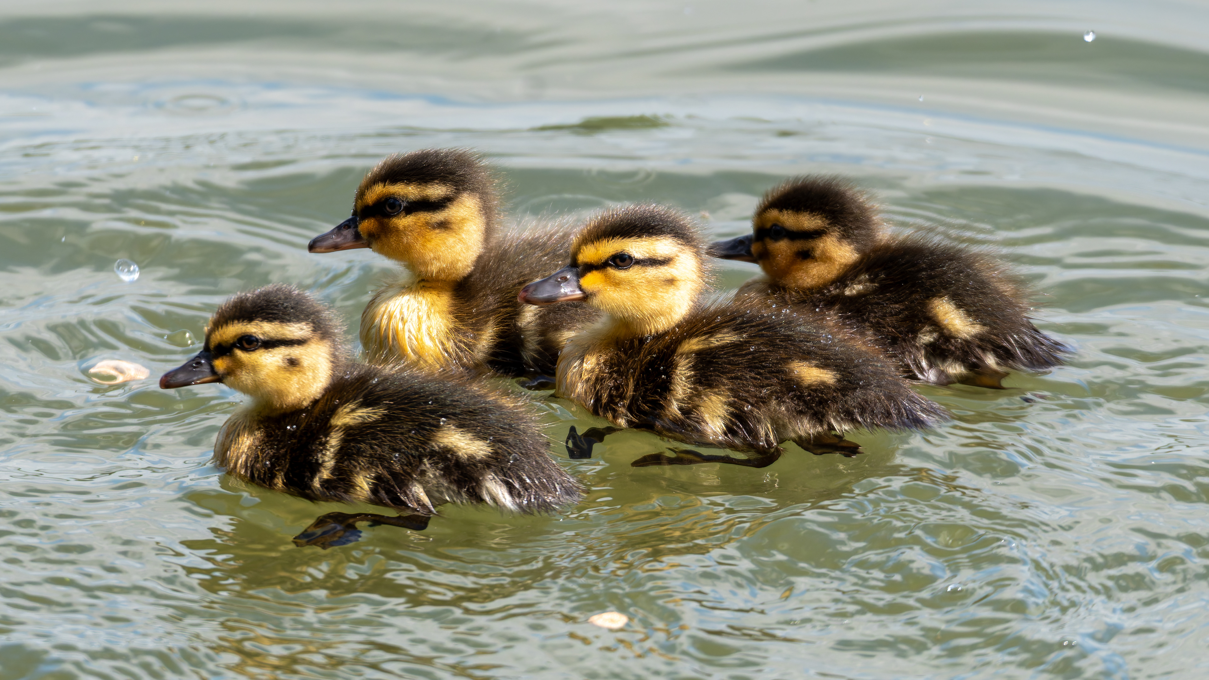 Mallard Ducklings