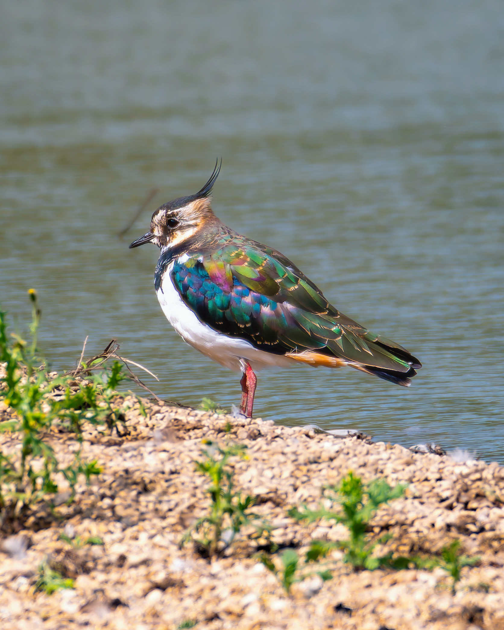 Northern Lapwing