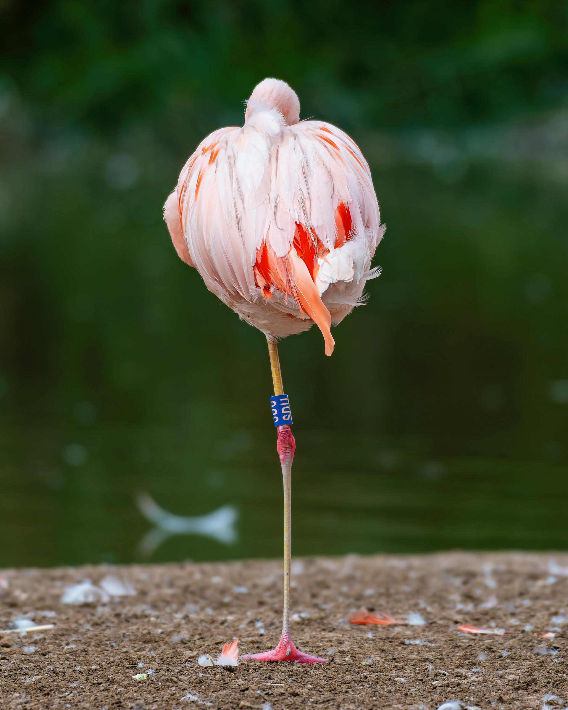 Flamingo
