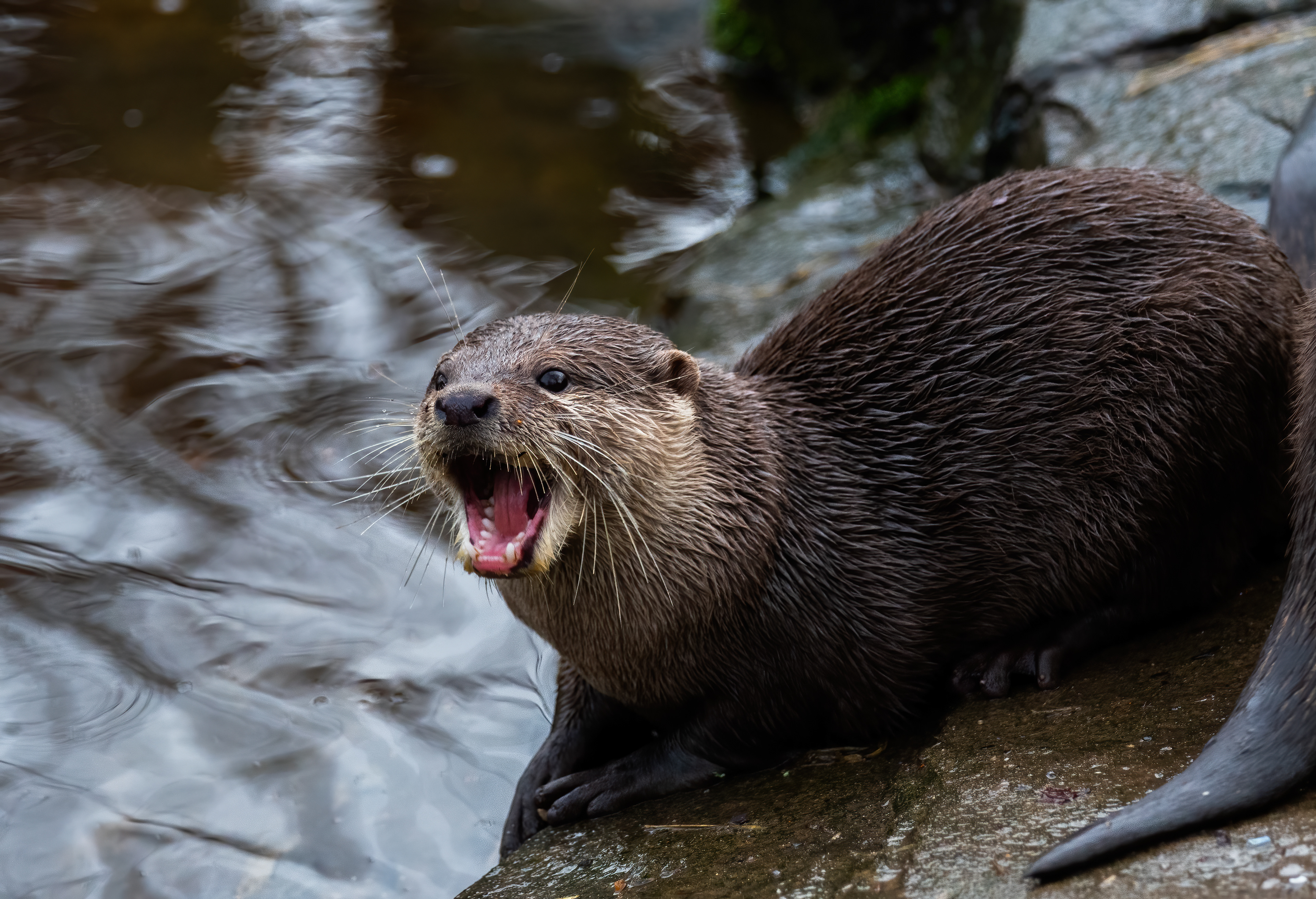 Asian Short Clawed Otter