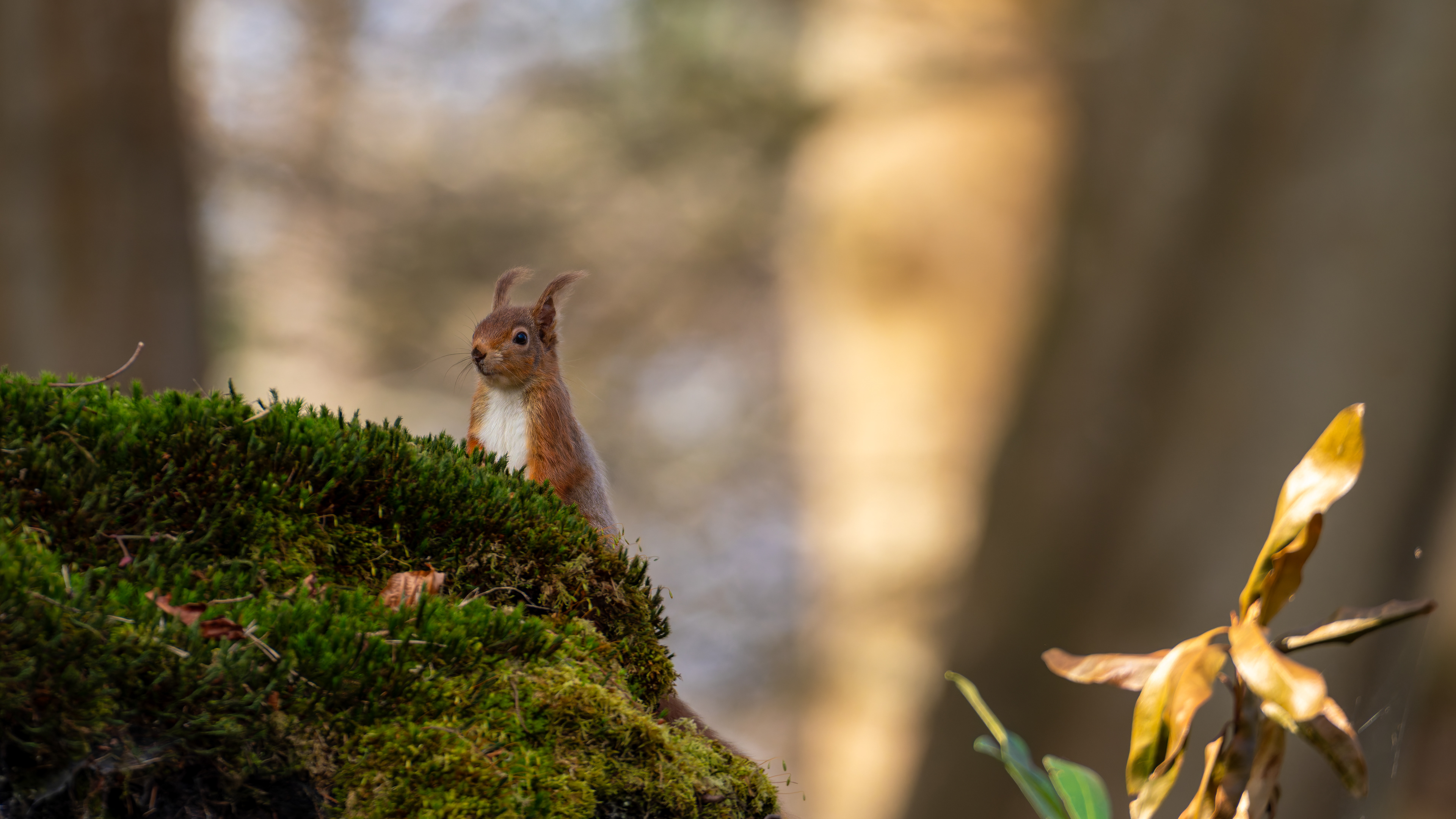 Red Squirrel
