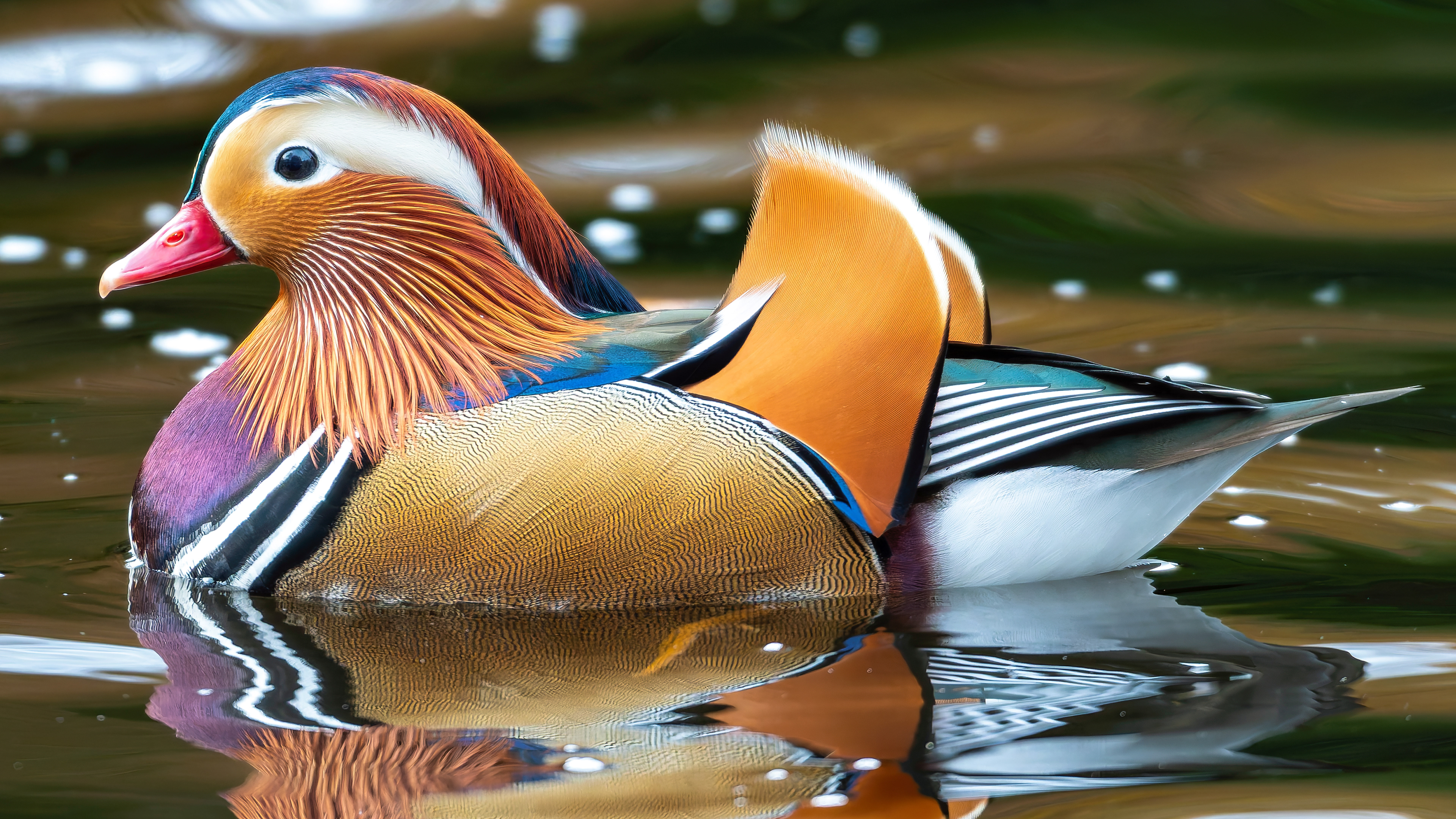 Mandarin Duck