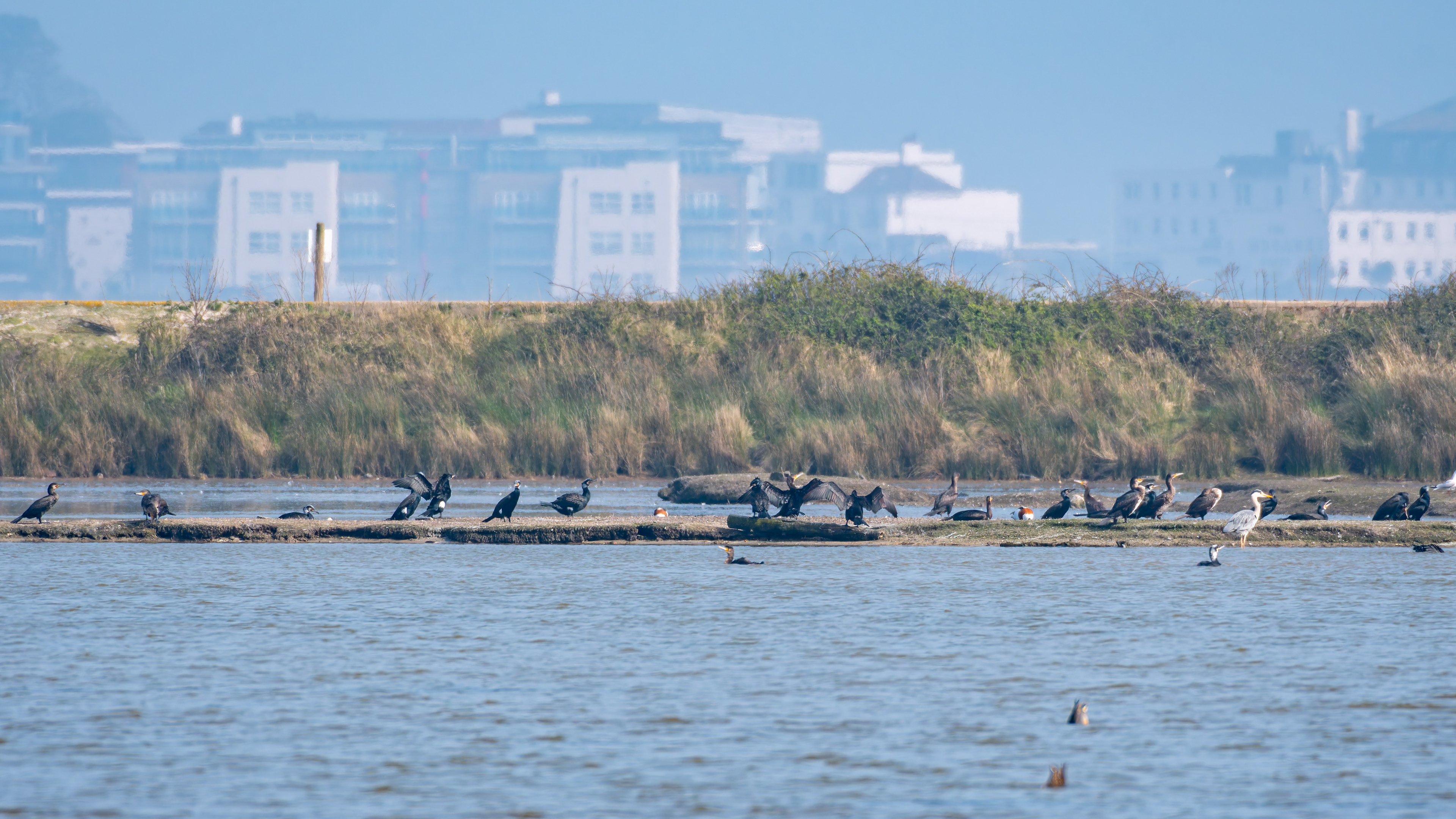 Cormorants