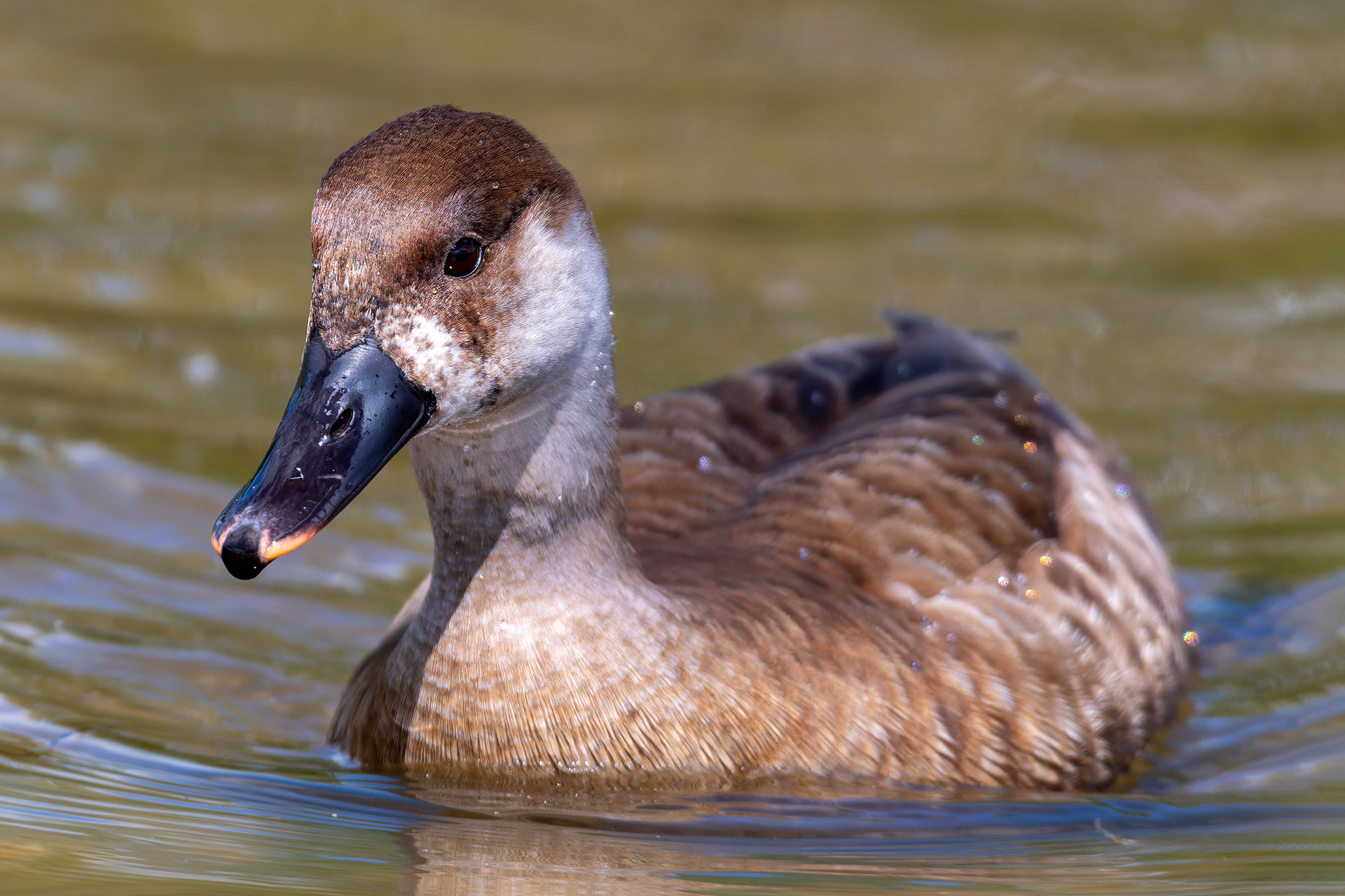 Red-Crested Pochard (Female)