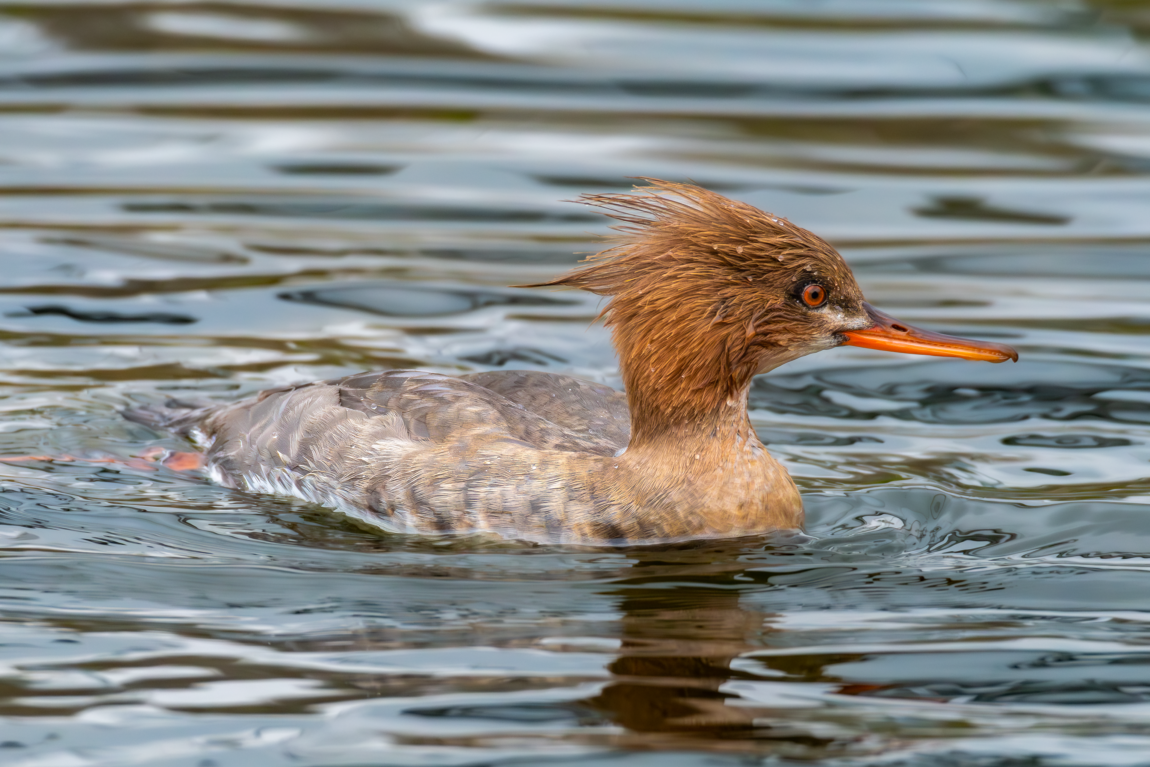 Red-Breasted Merganser (Female)