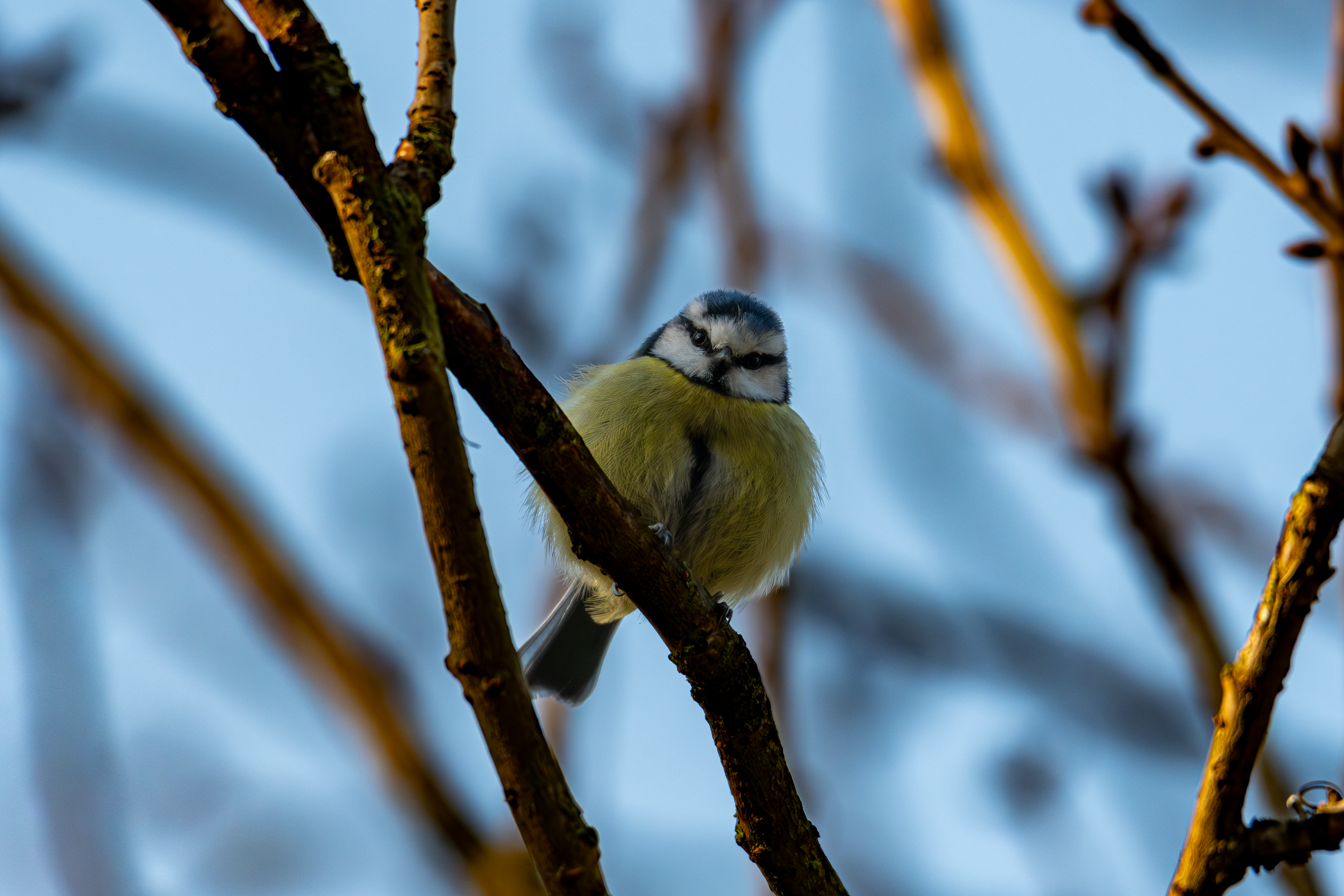 Blue Tit
