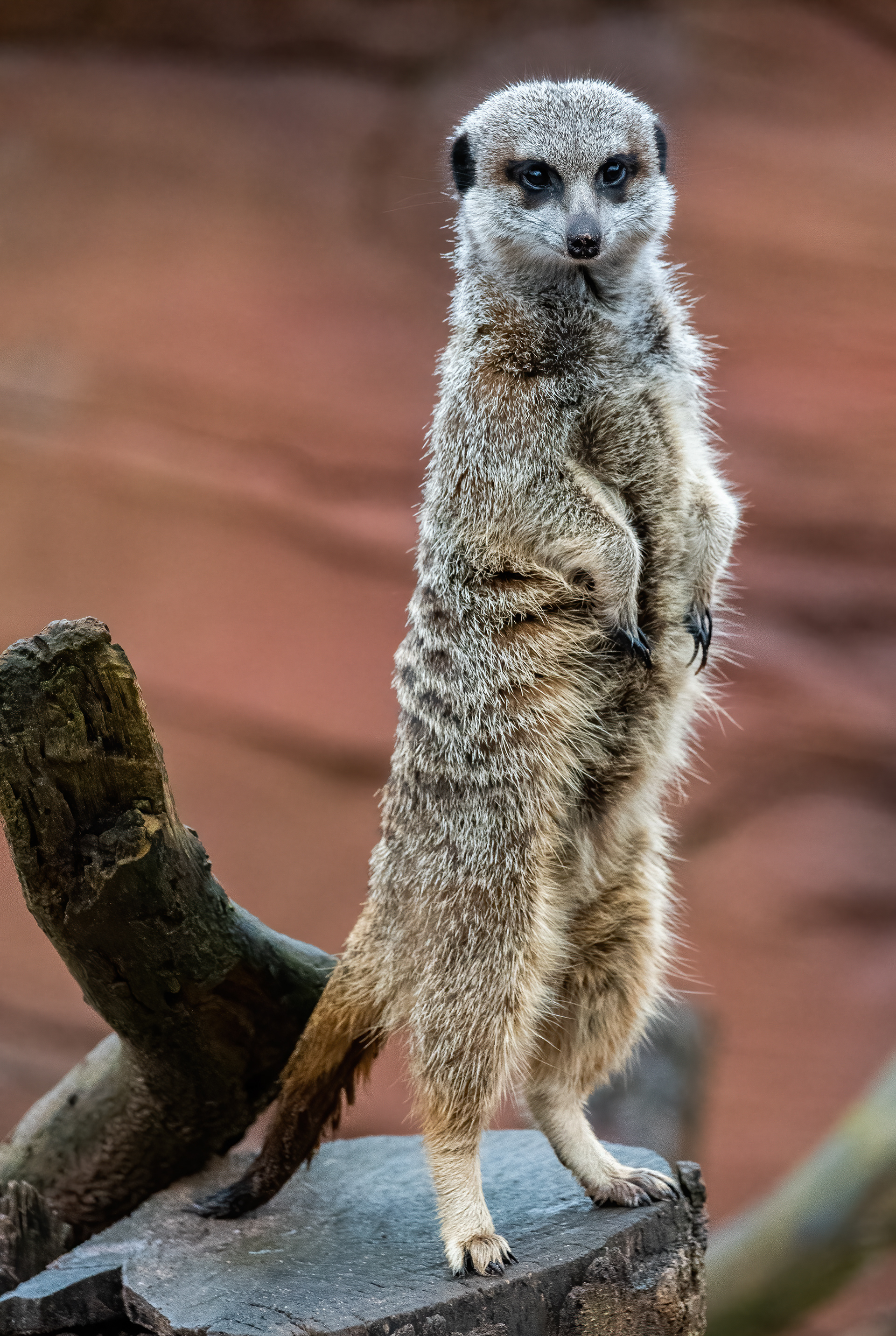 Meerkat