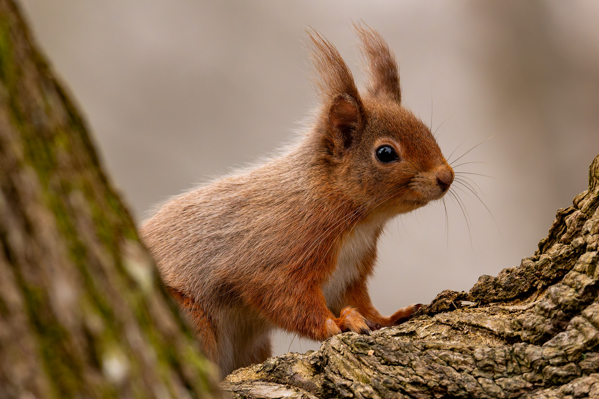 Red Squirrel