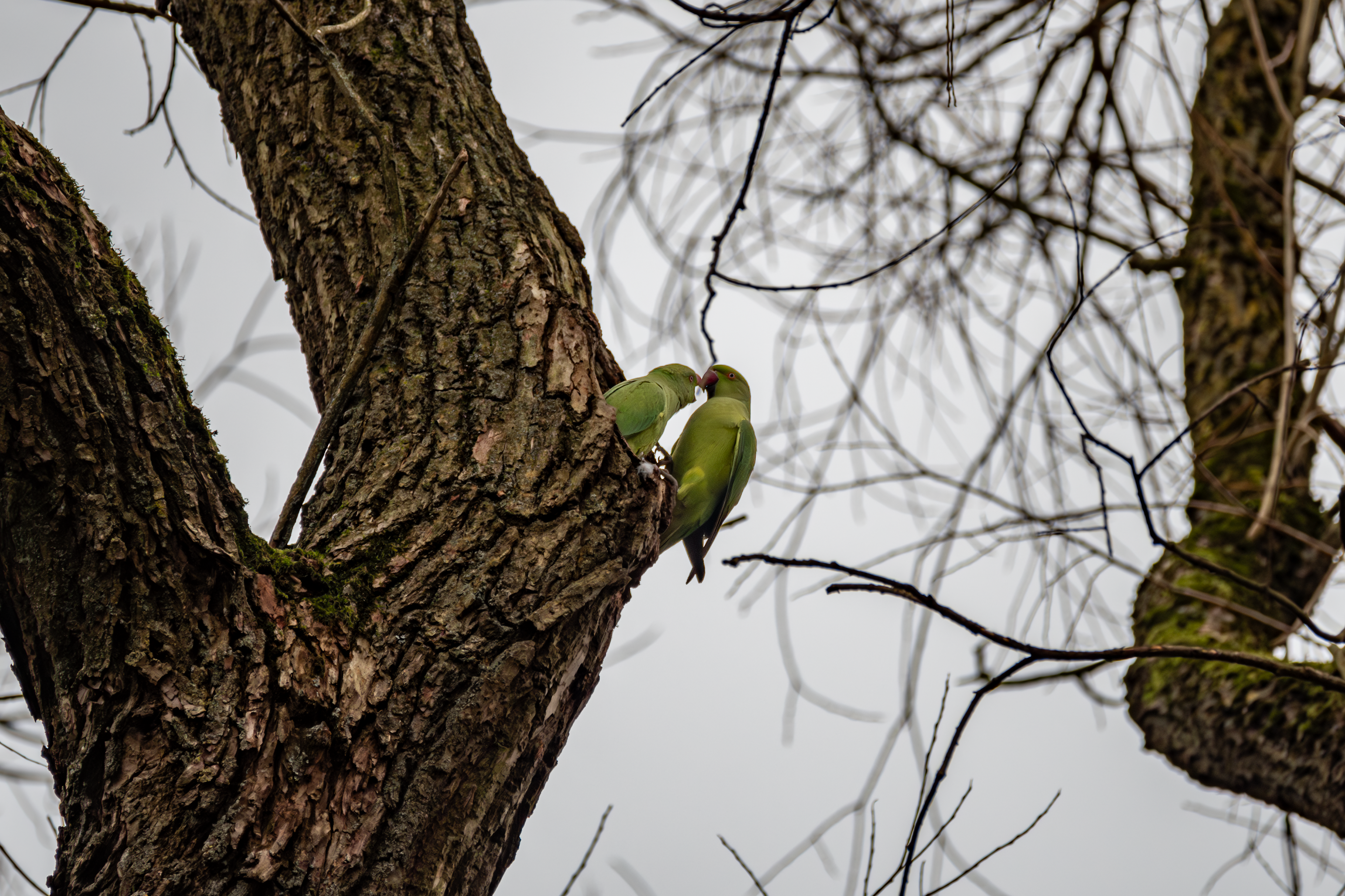 Ring-Necked Parakeets
