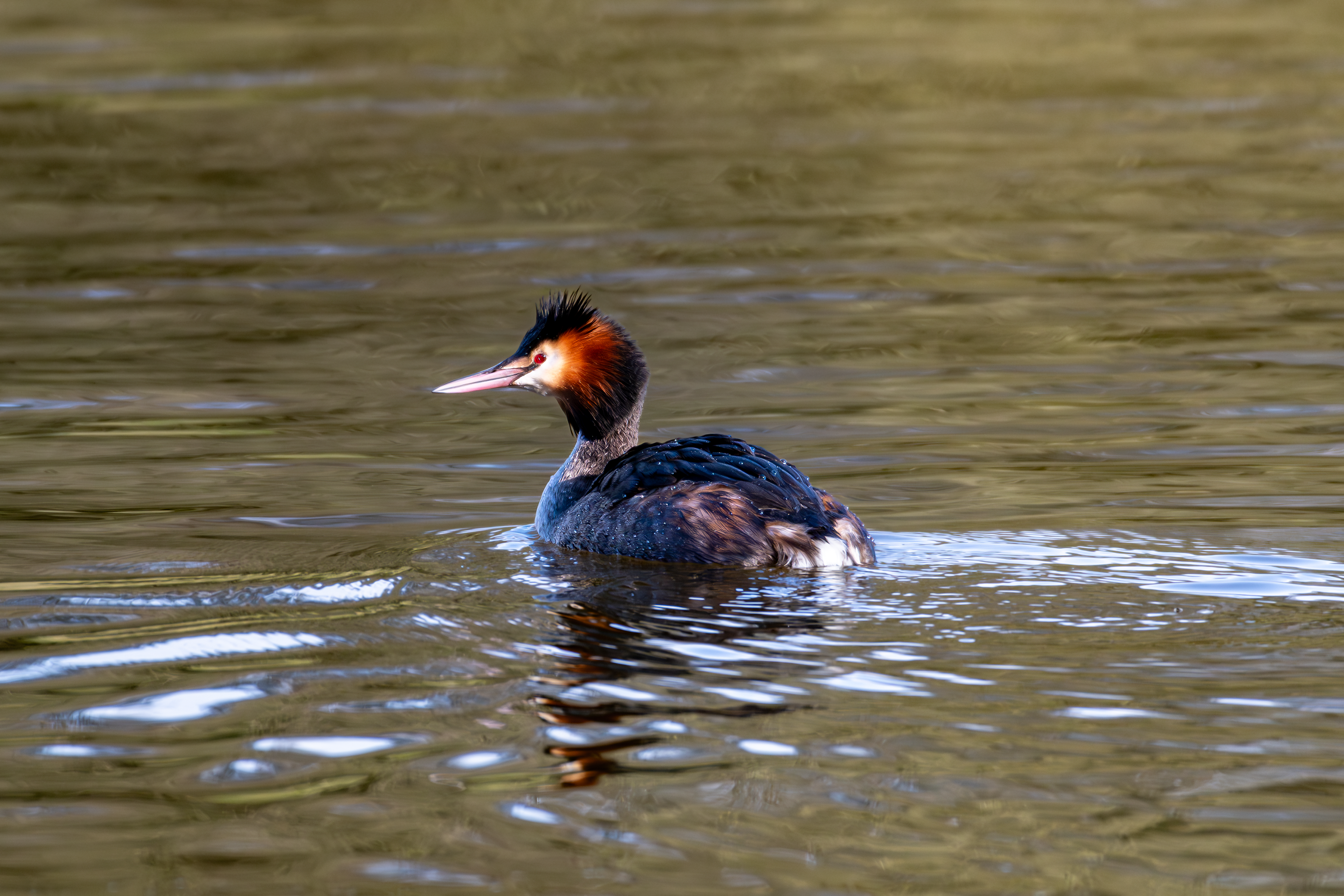 Great Crested Grebe