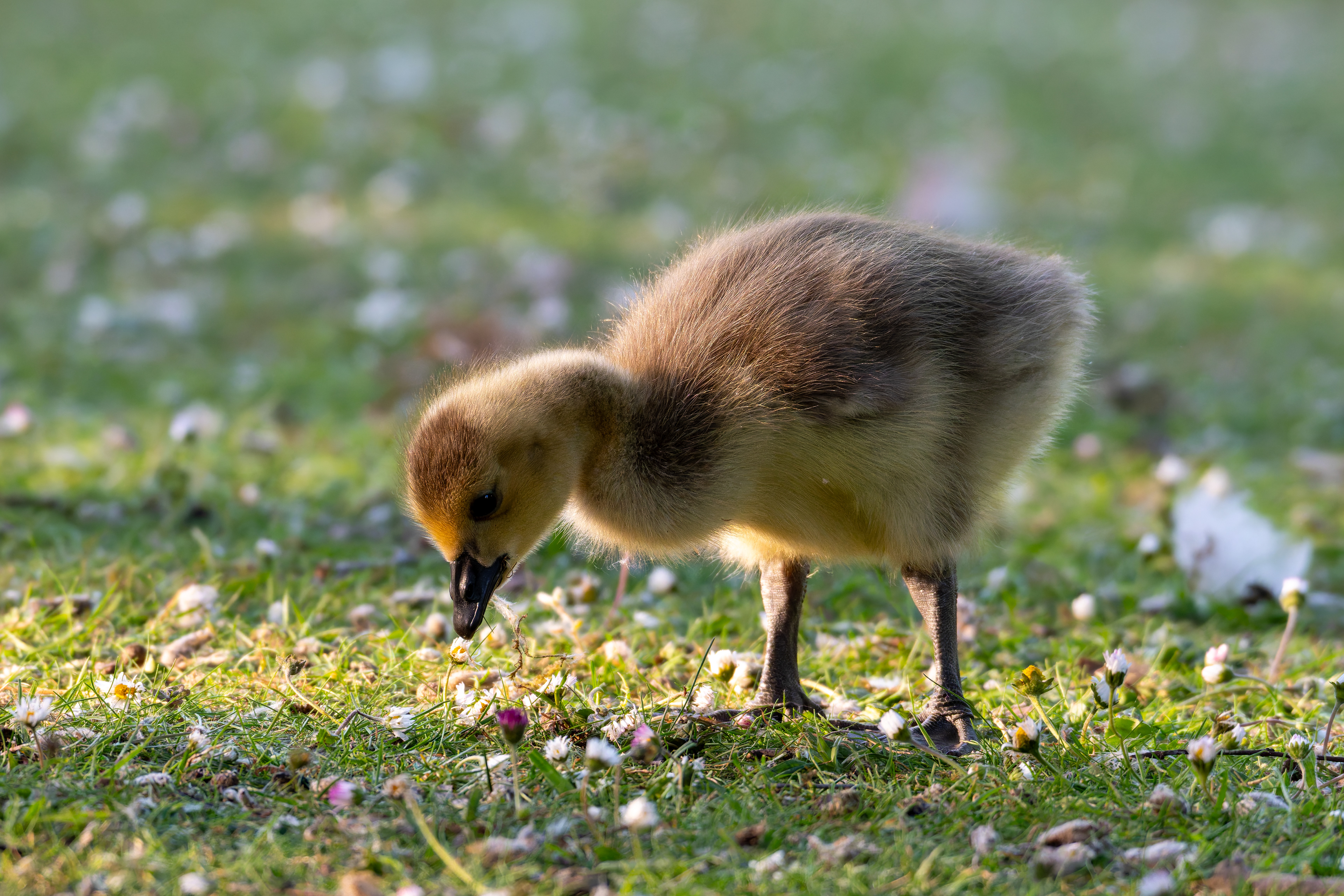 Canada Goose (Gosling)