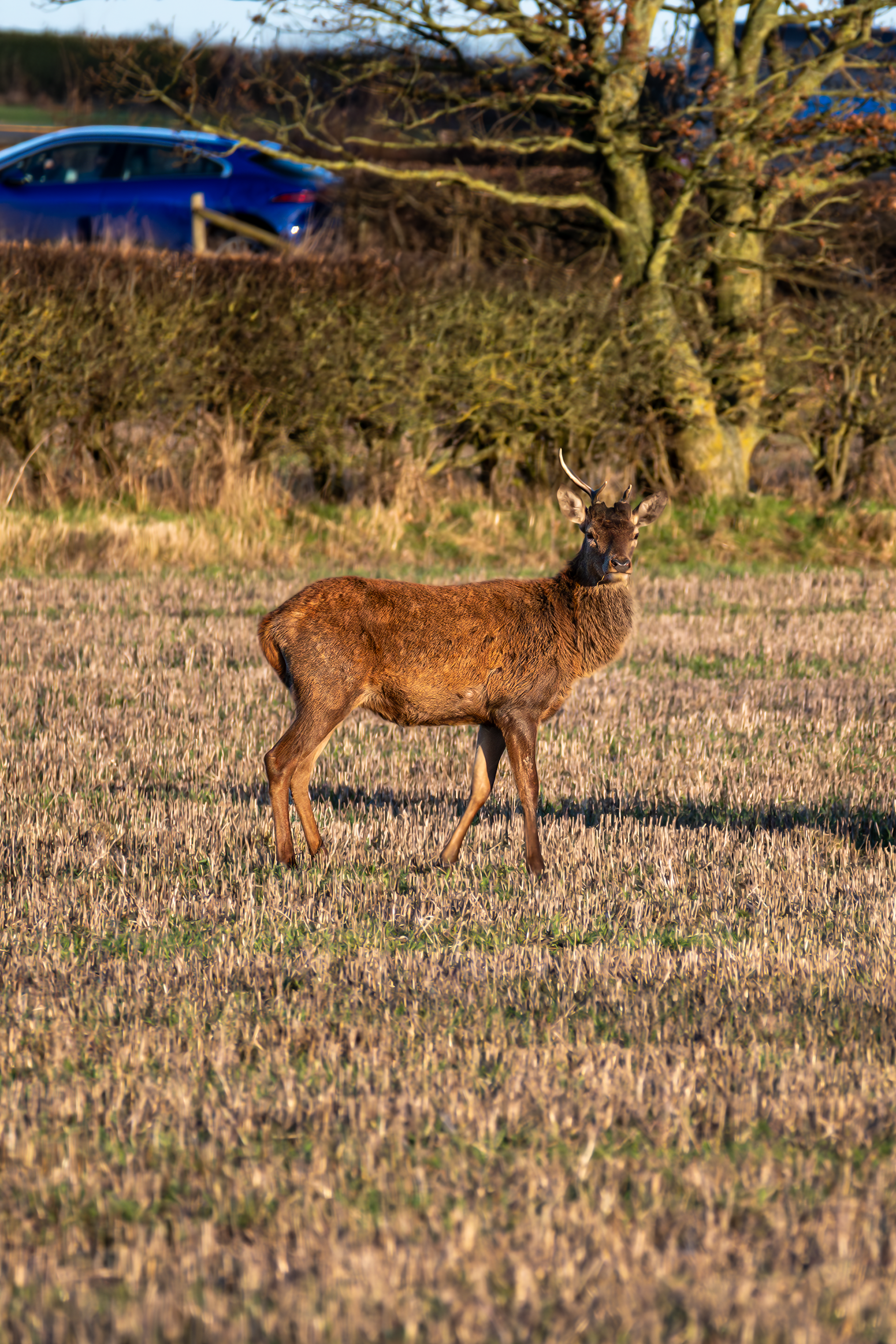 Red Deer