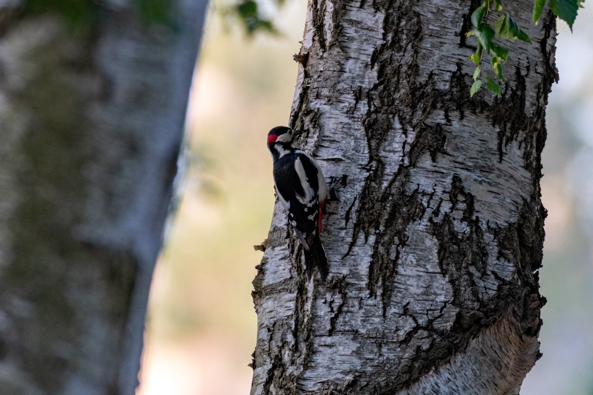 Great Spotted Woodpecker