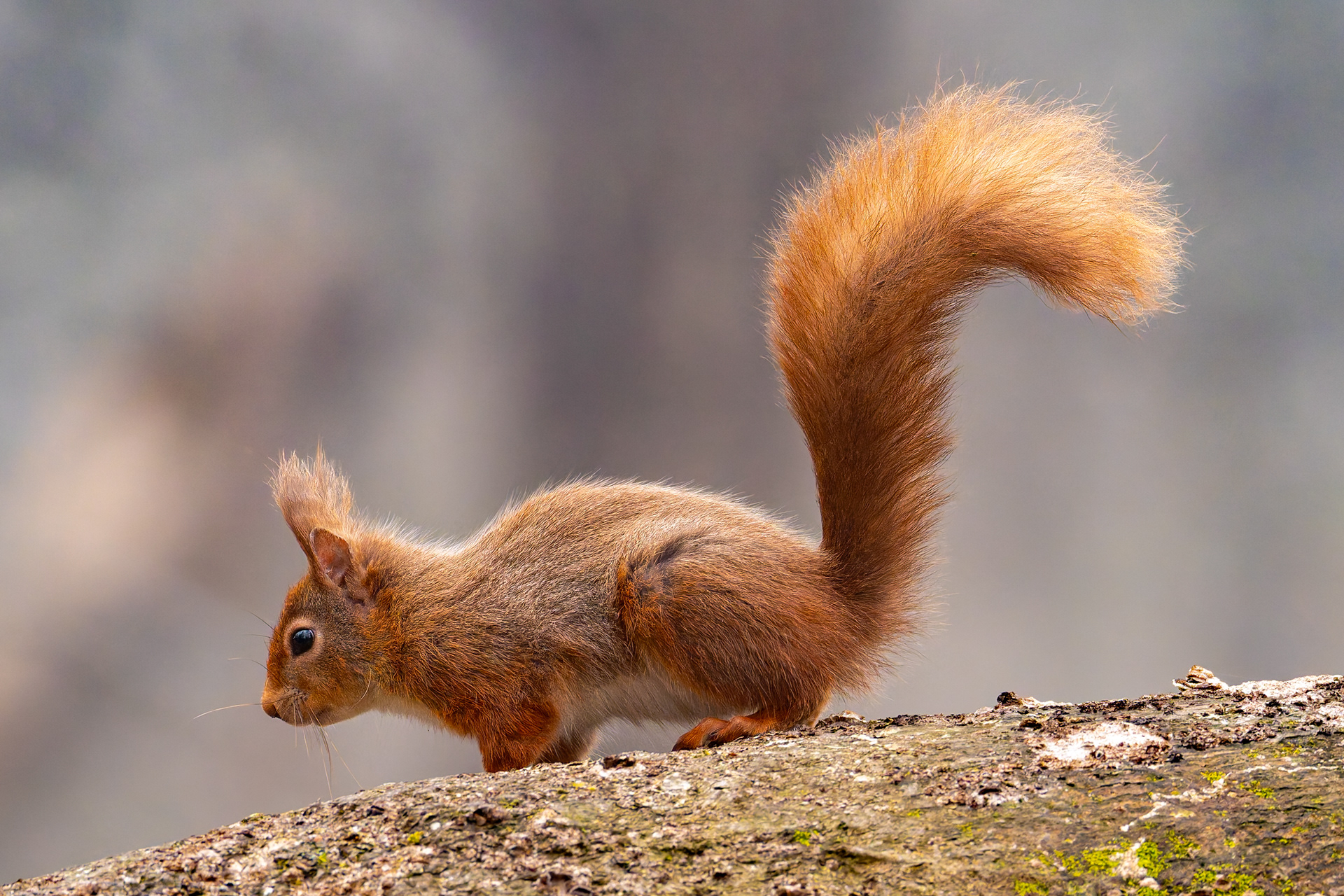 Red Squirrel