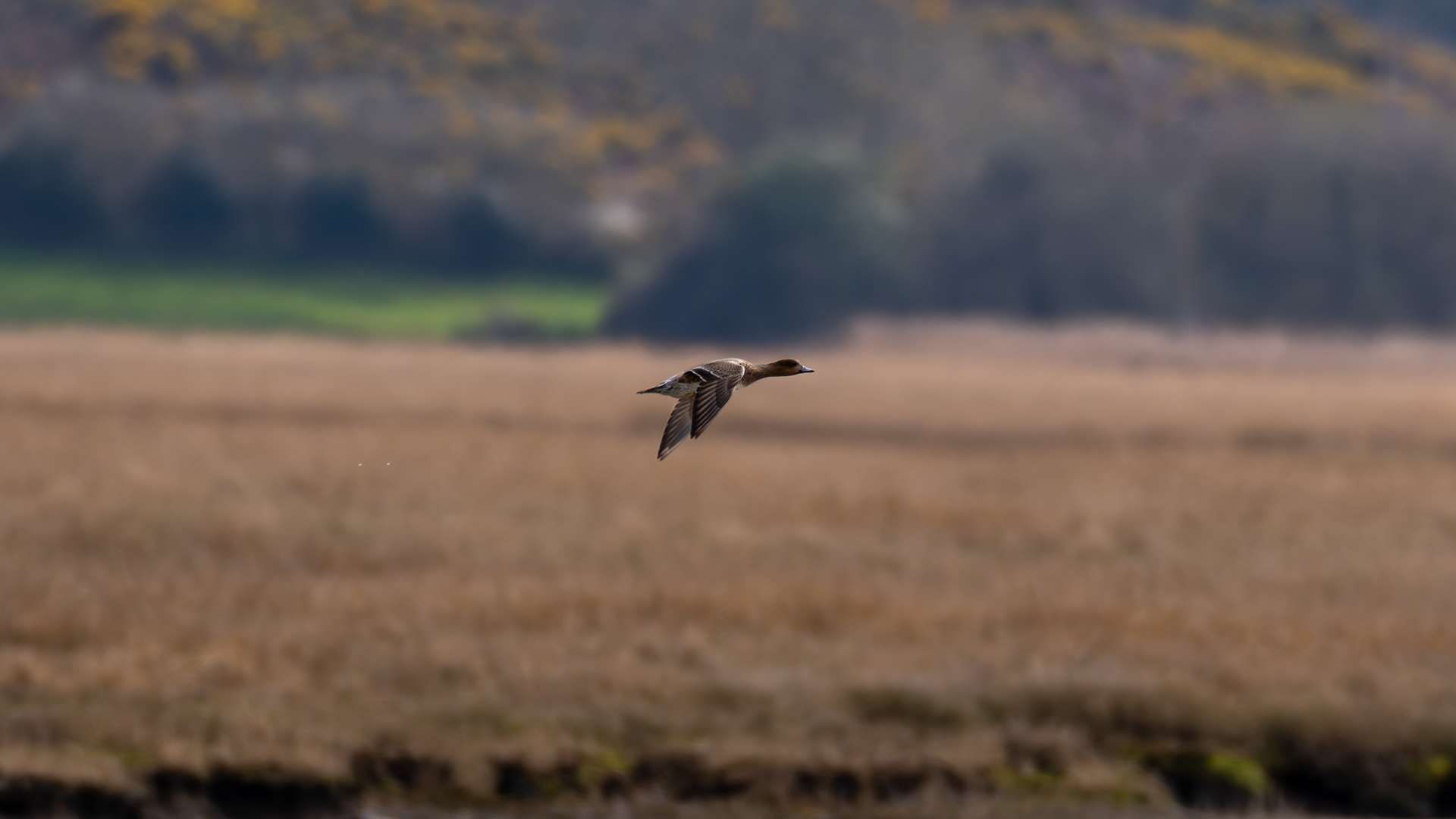 Wigeon