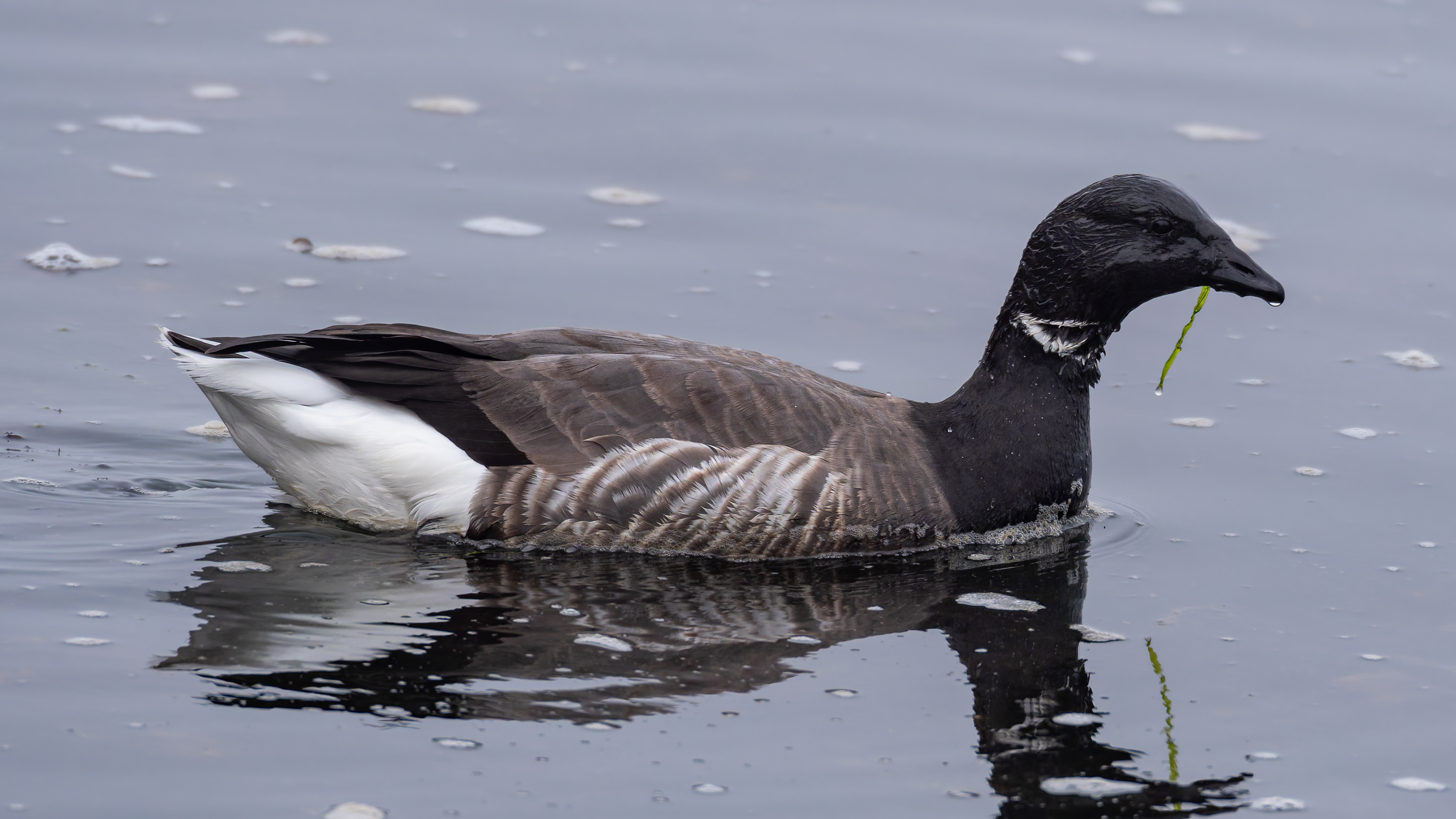 Brant