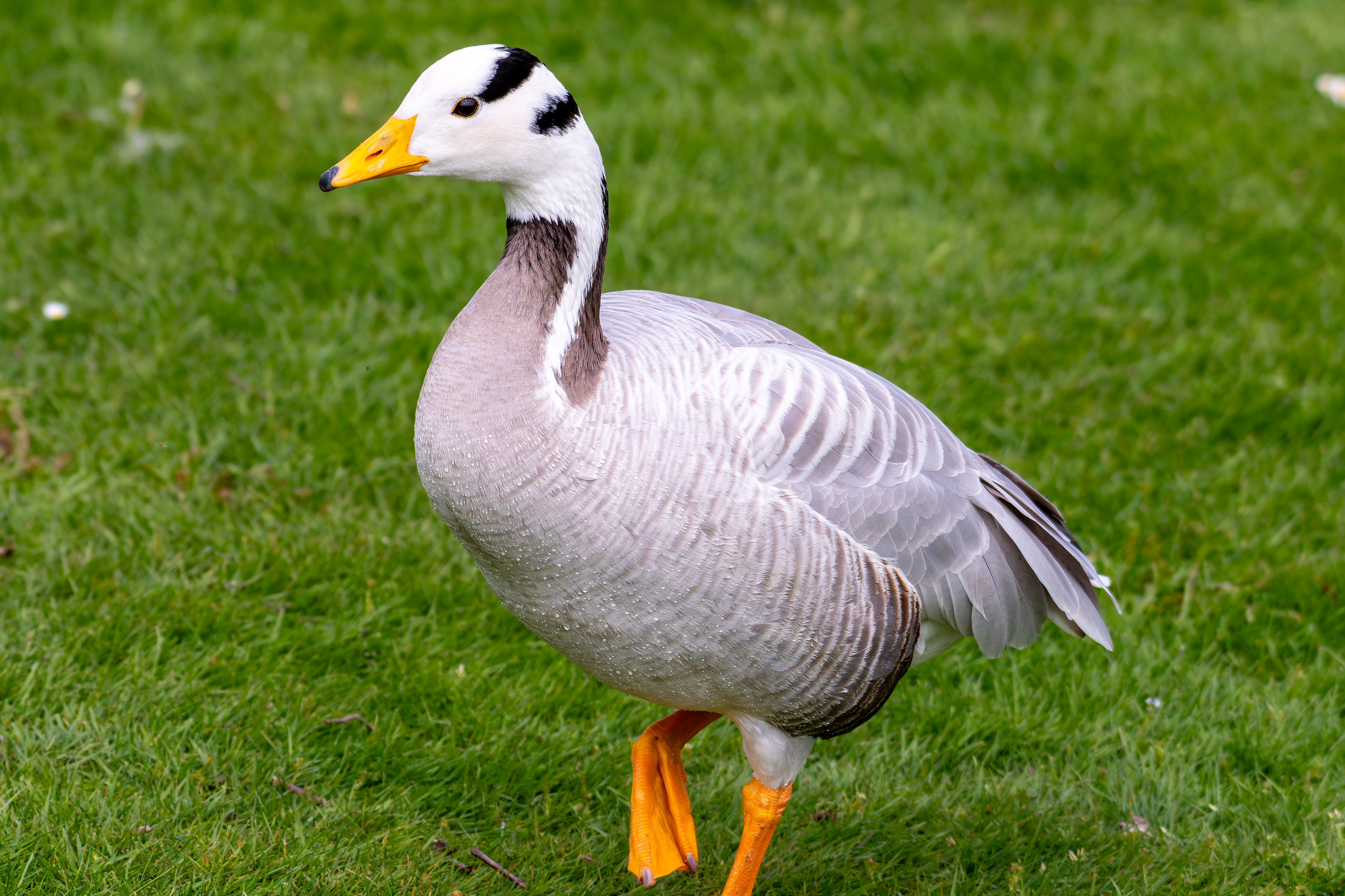 Bar-Headed Goose