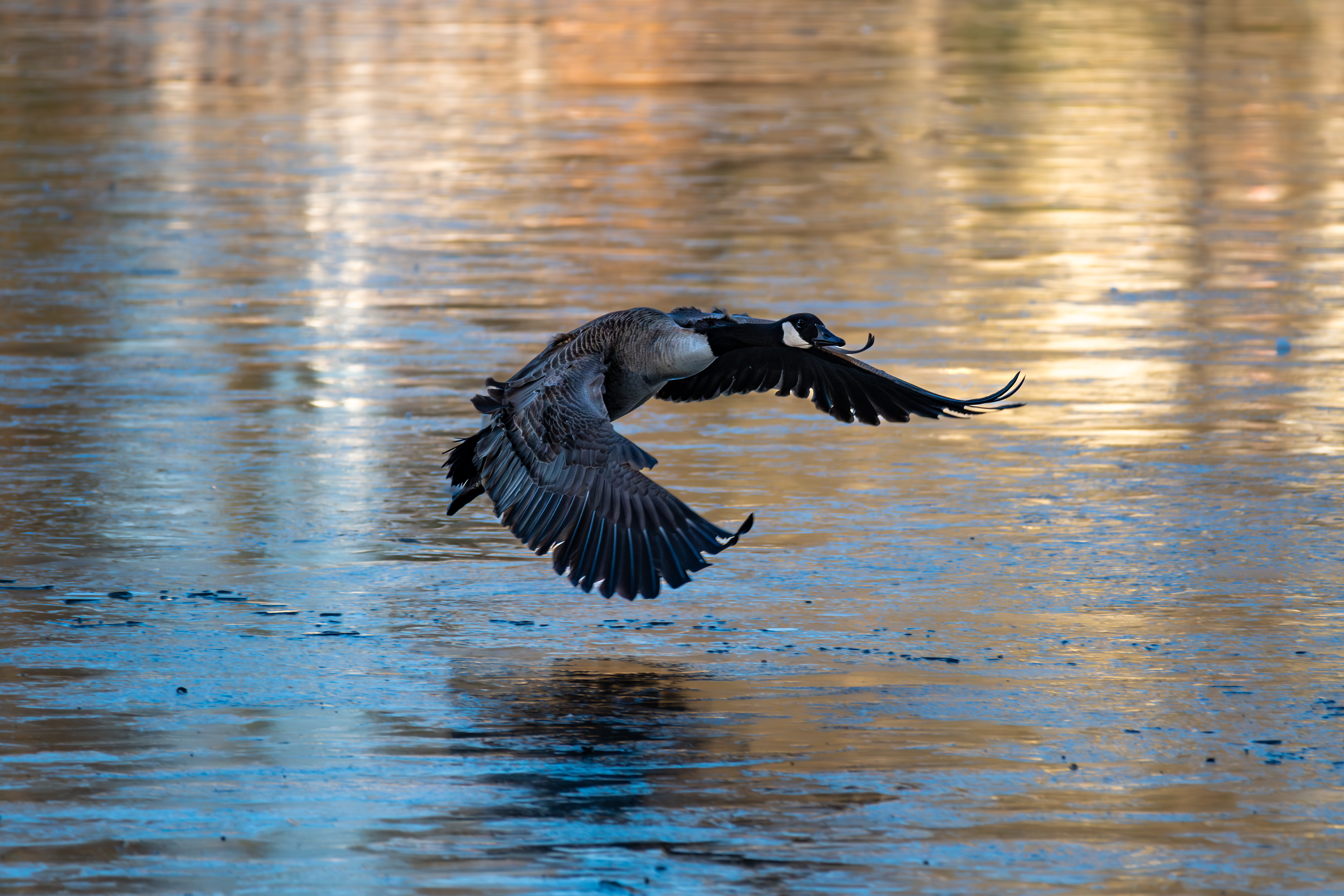 Canada Goose