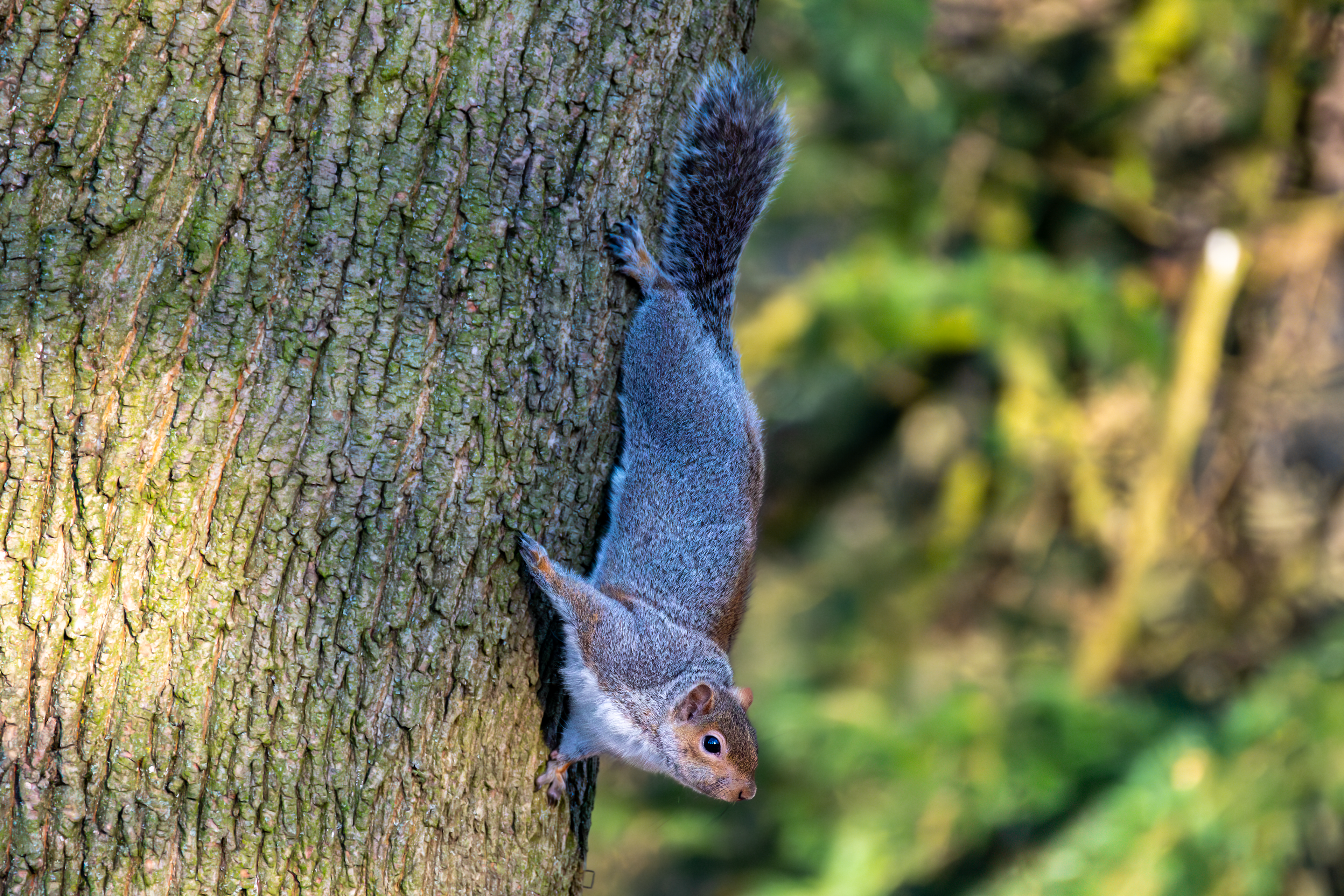 Grey Squirrel