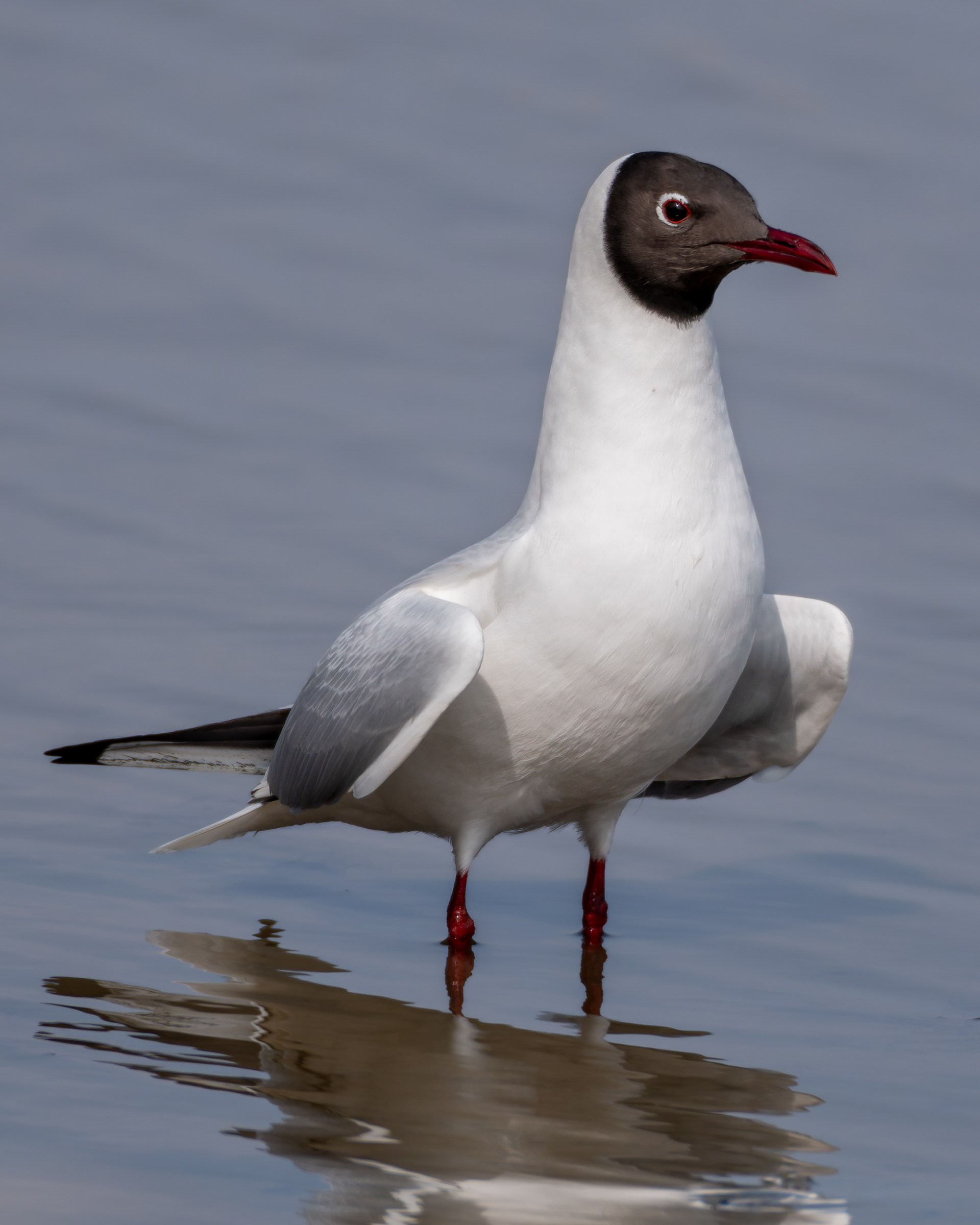 Black-Headed Gull