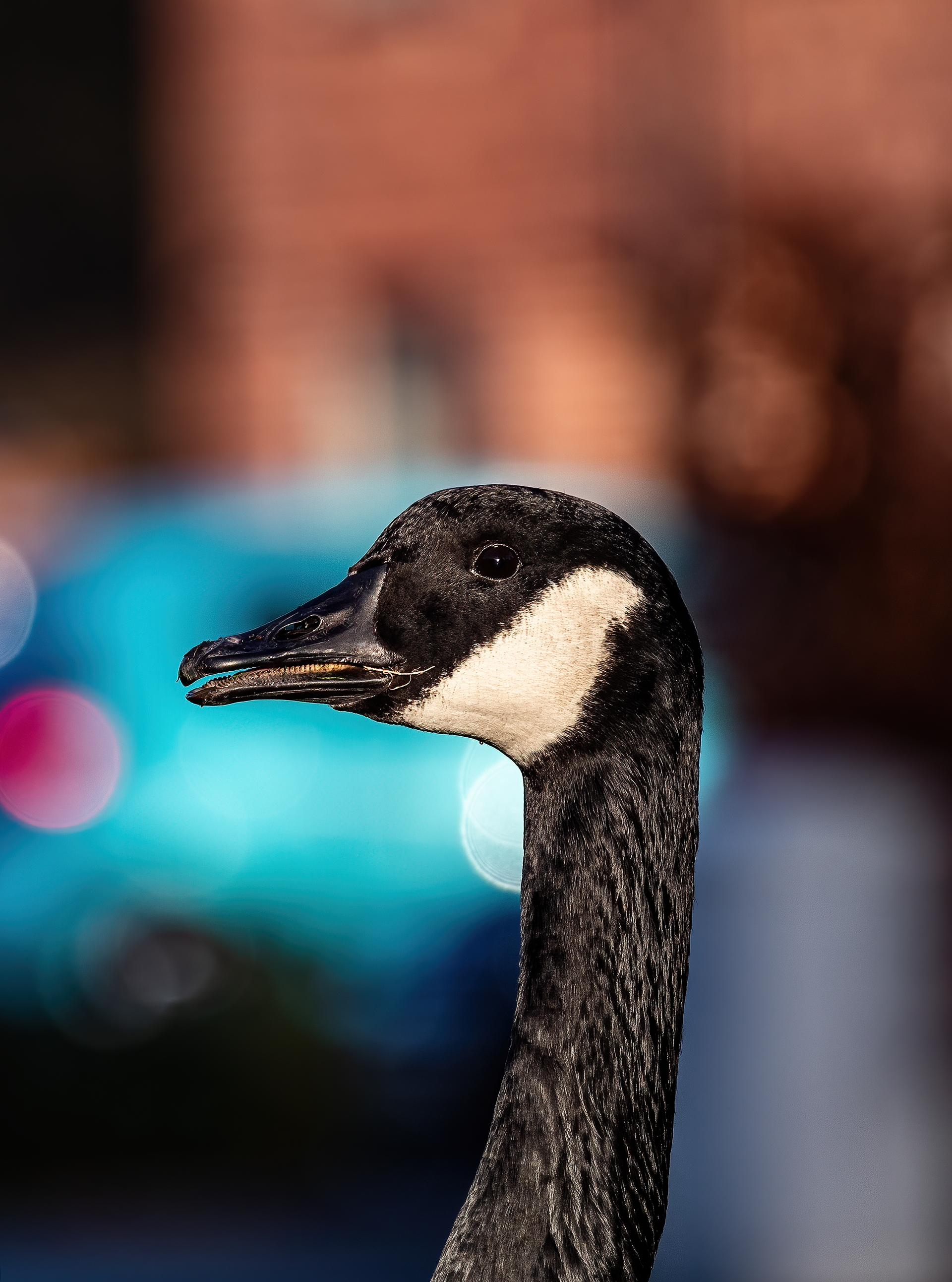 Canada Goose
