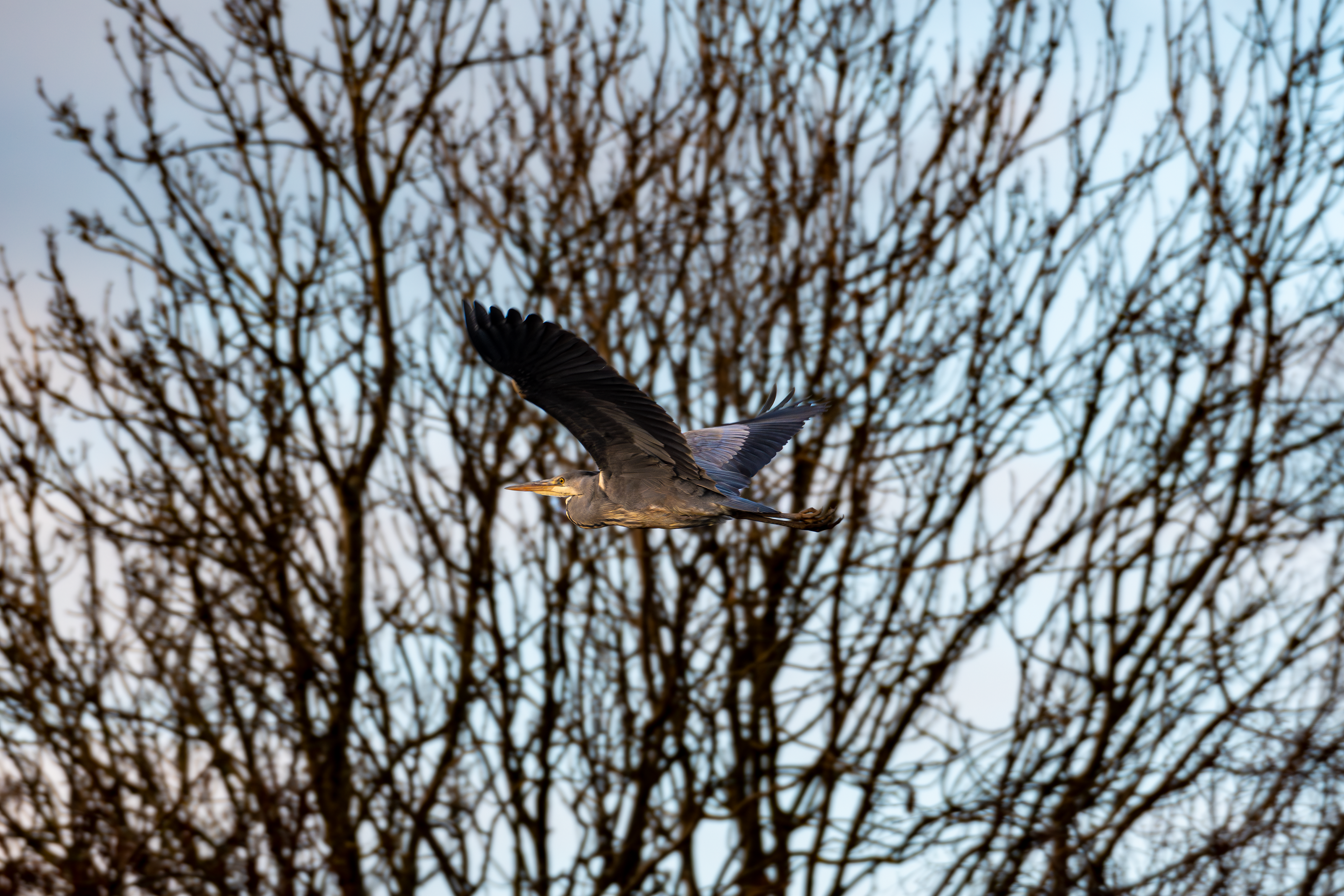 Grey Heron