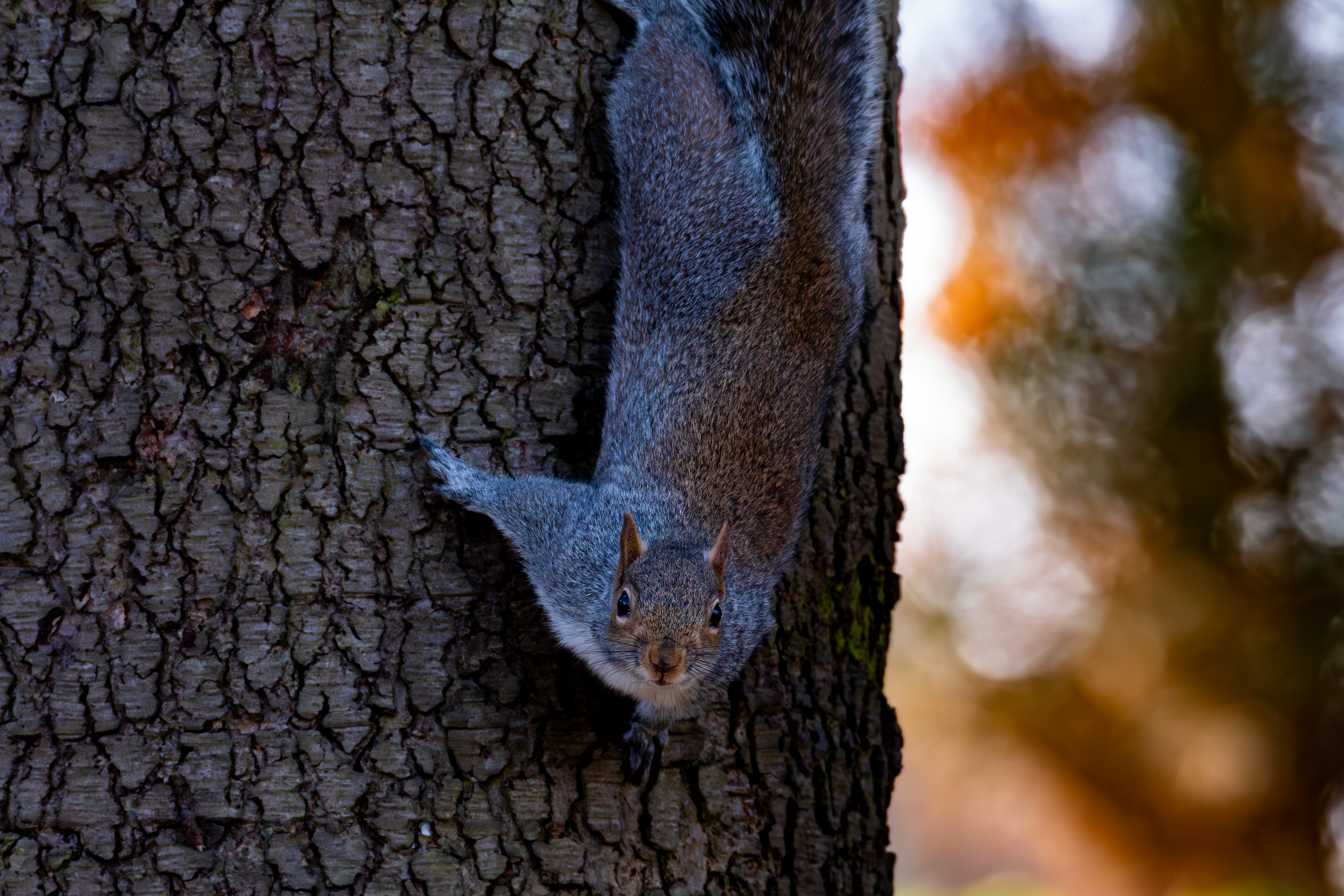 Grey Squirrel