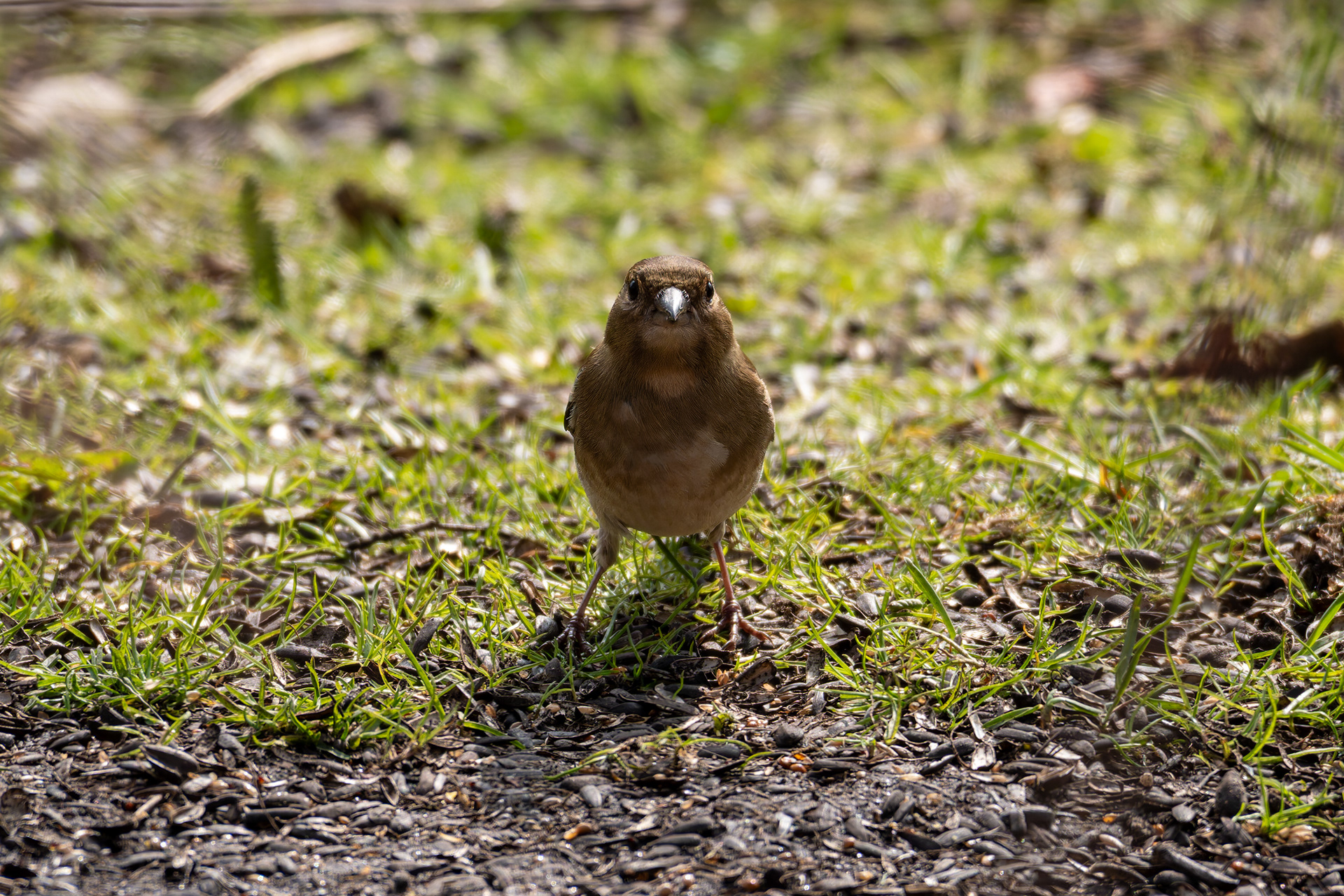 Chaffinch