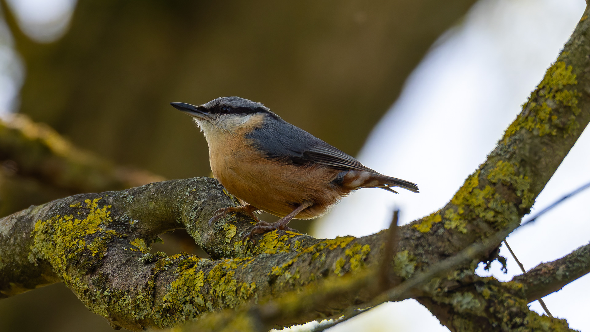 Nuthatch