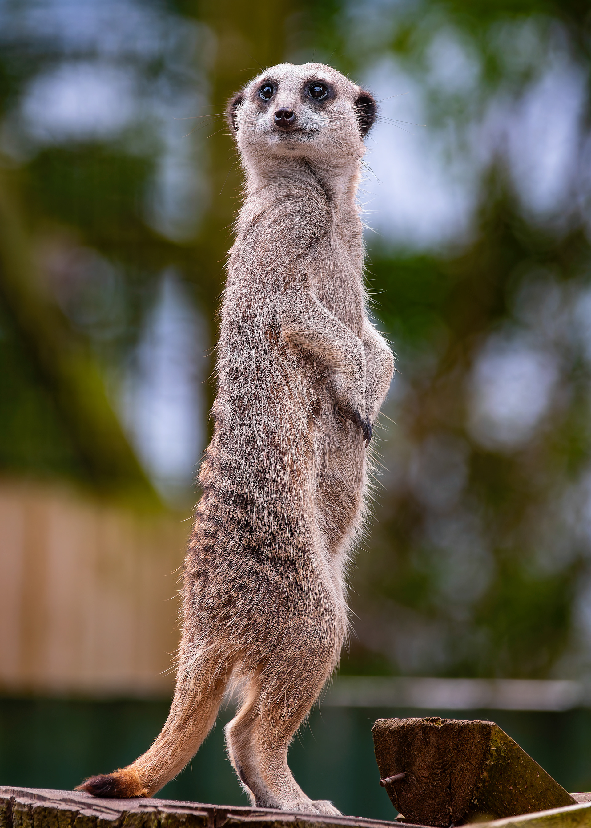 Meerkat