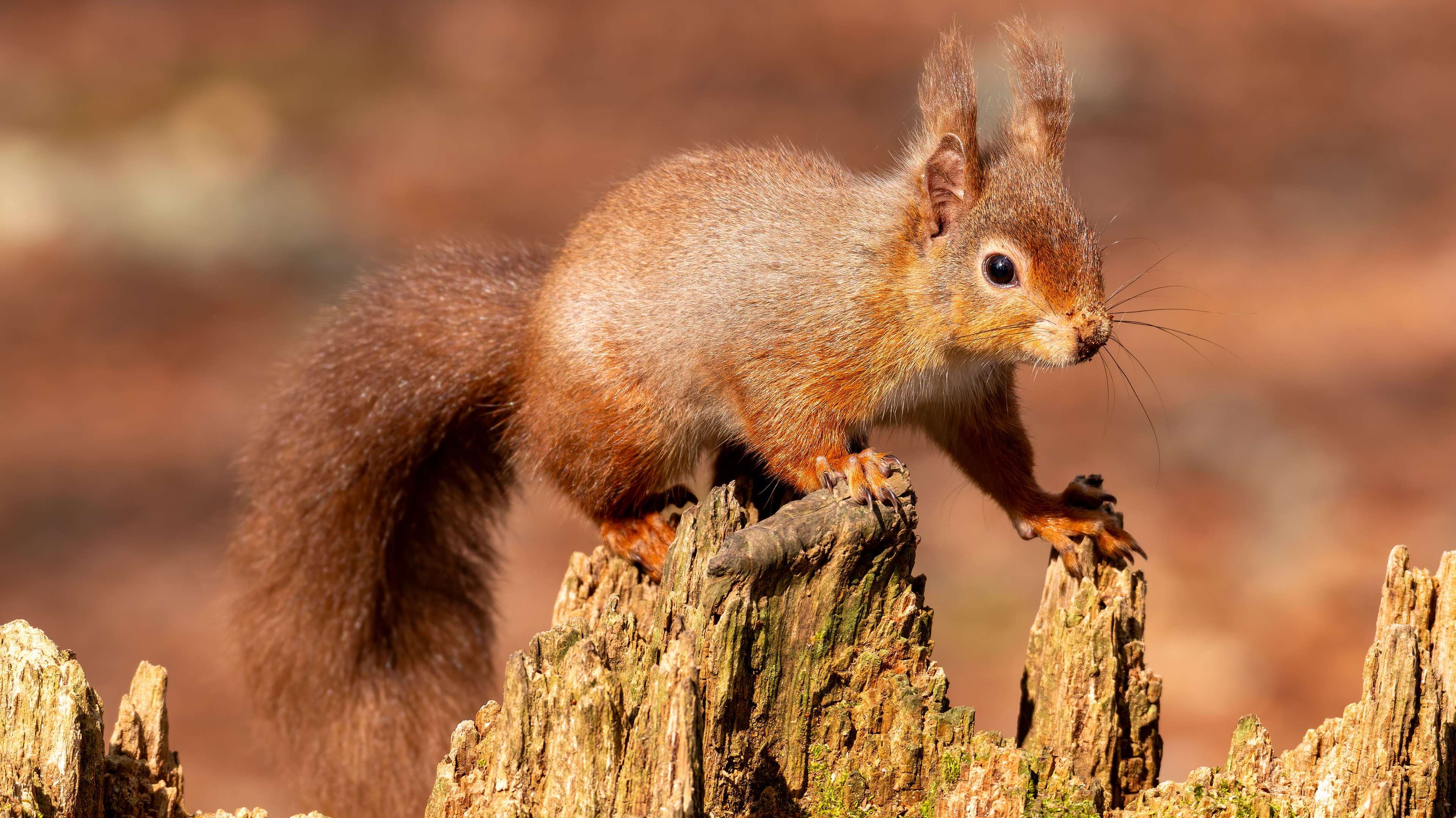 Red Squirrel